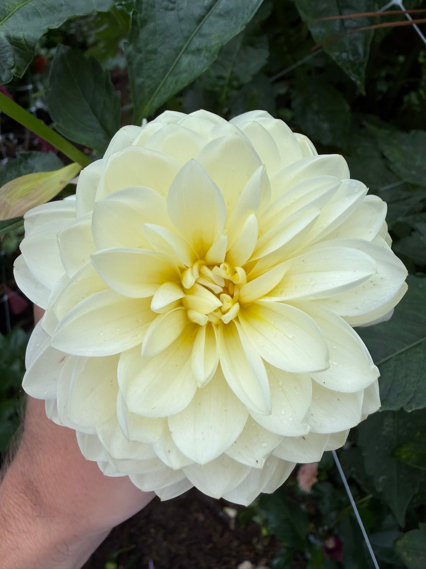 Hollyhill Creamy