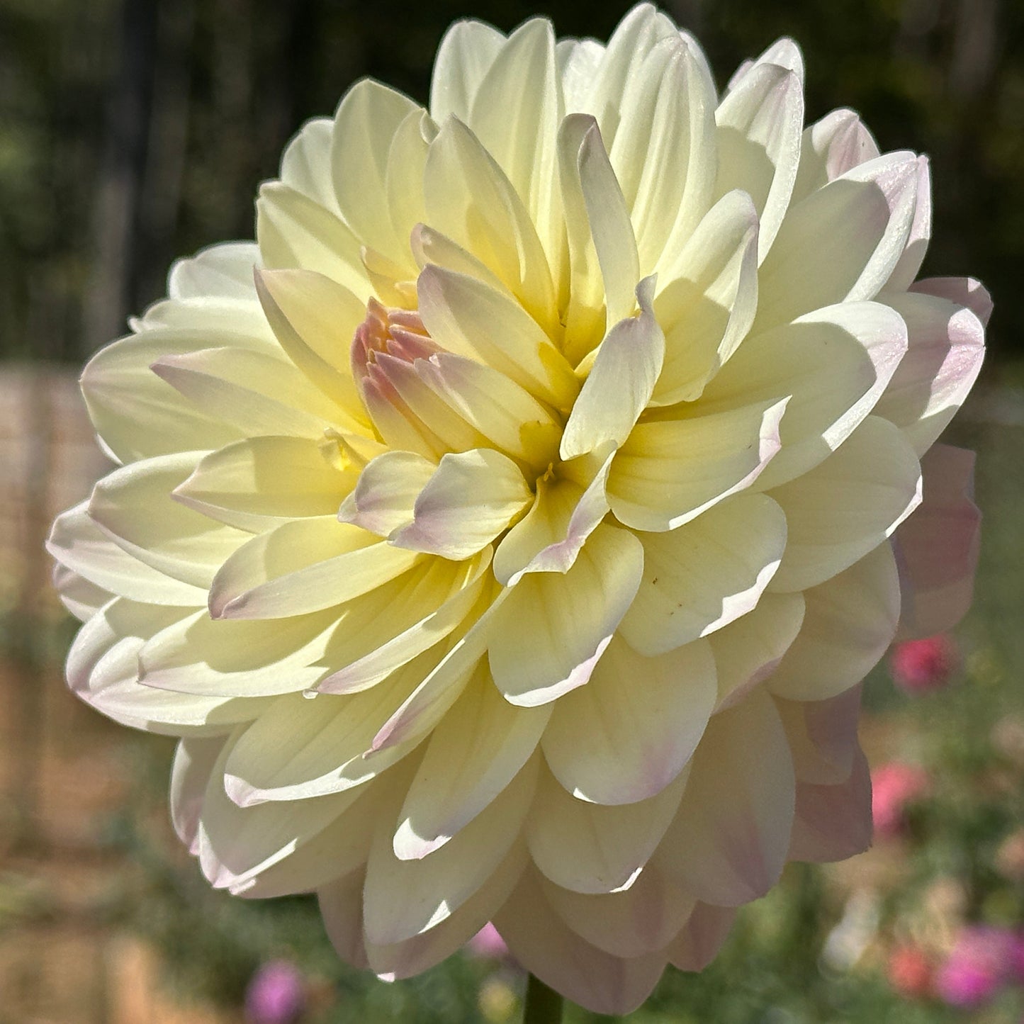 Hollyhill Creamy