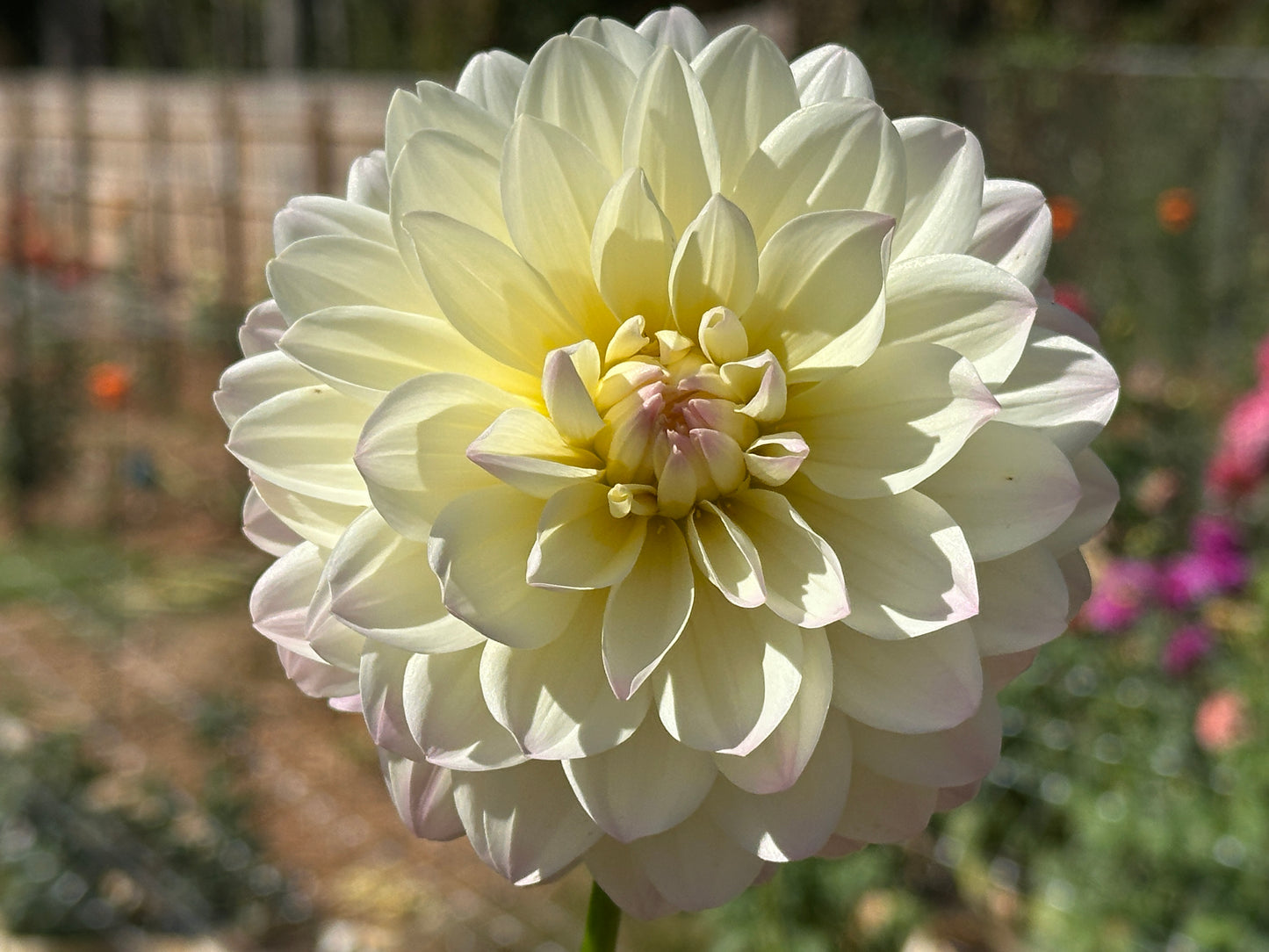 Hollyhill Creamy
