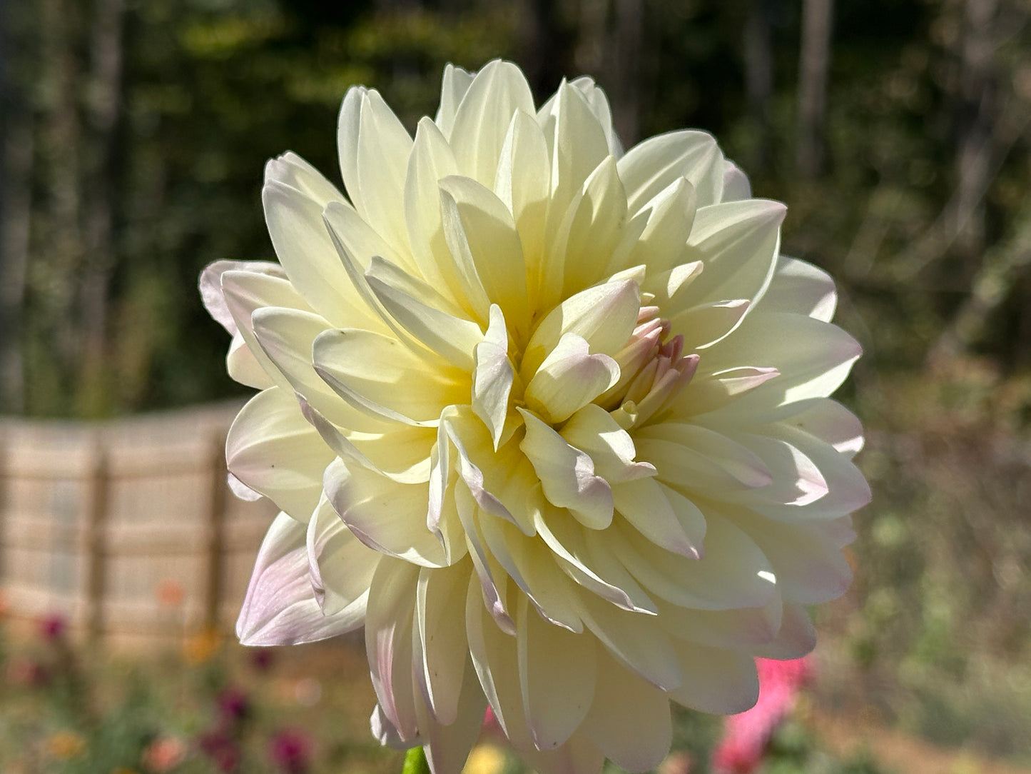 Hollyhill Creamy