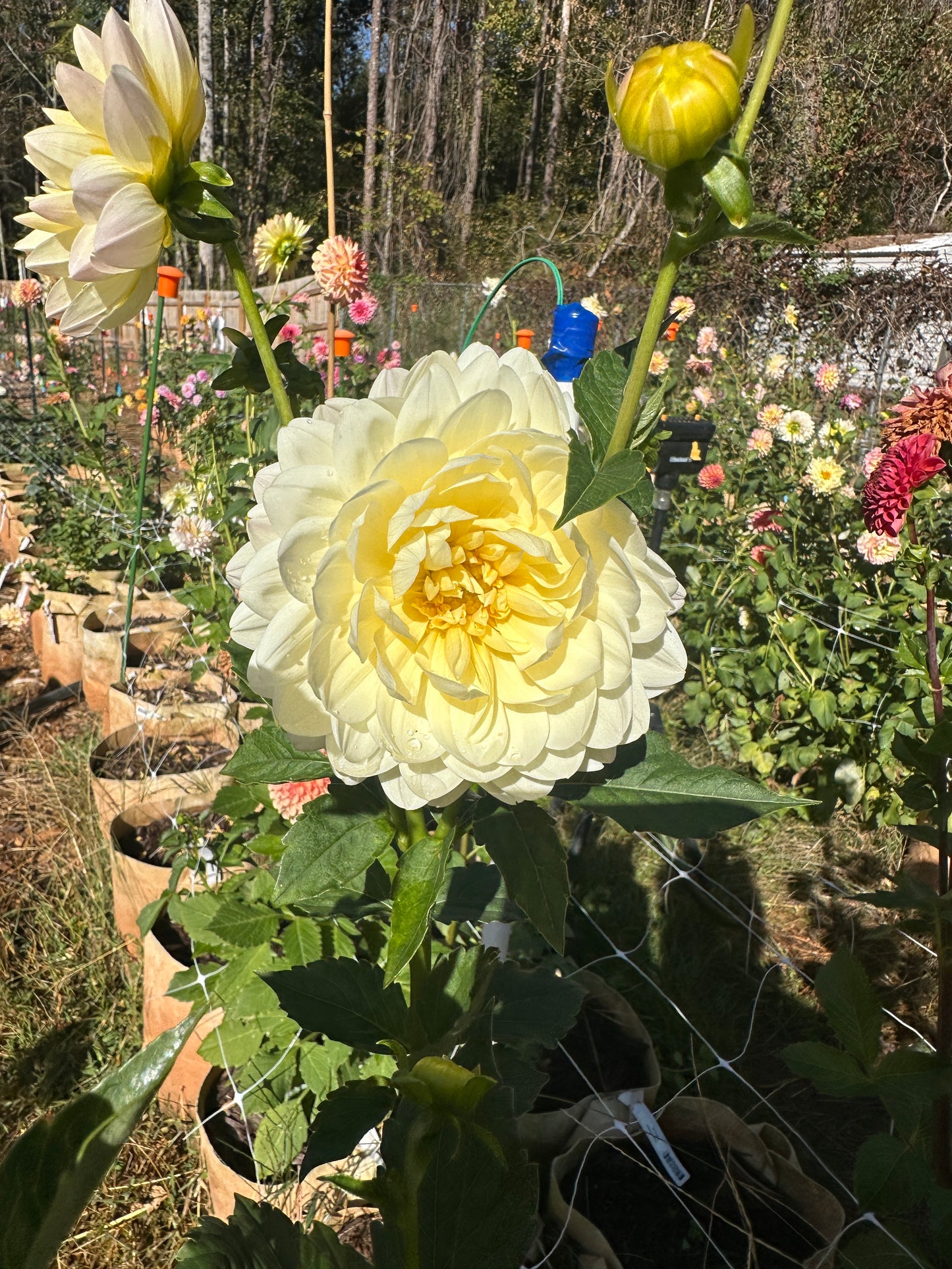 Hollyhill Creamy