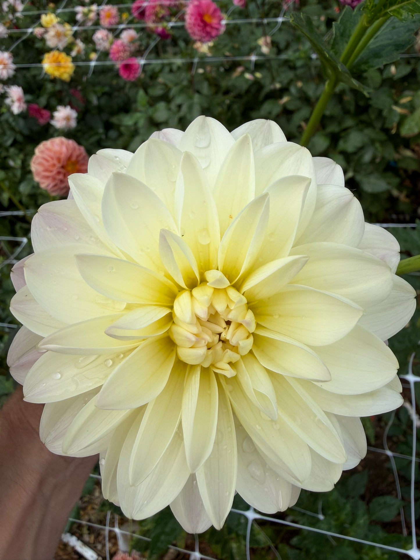 Hollyhill Creamy