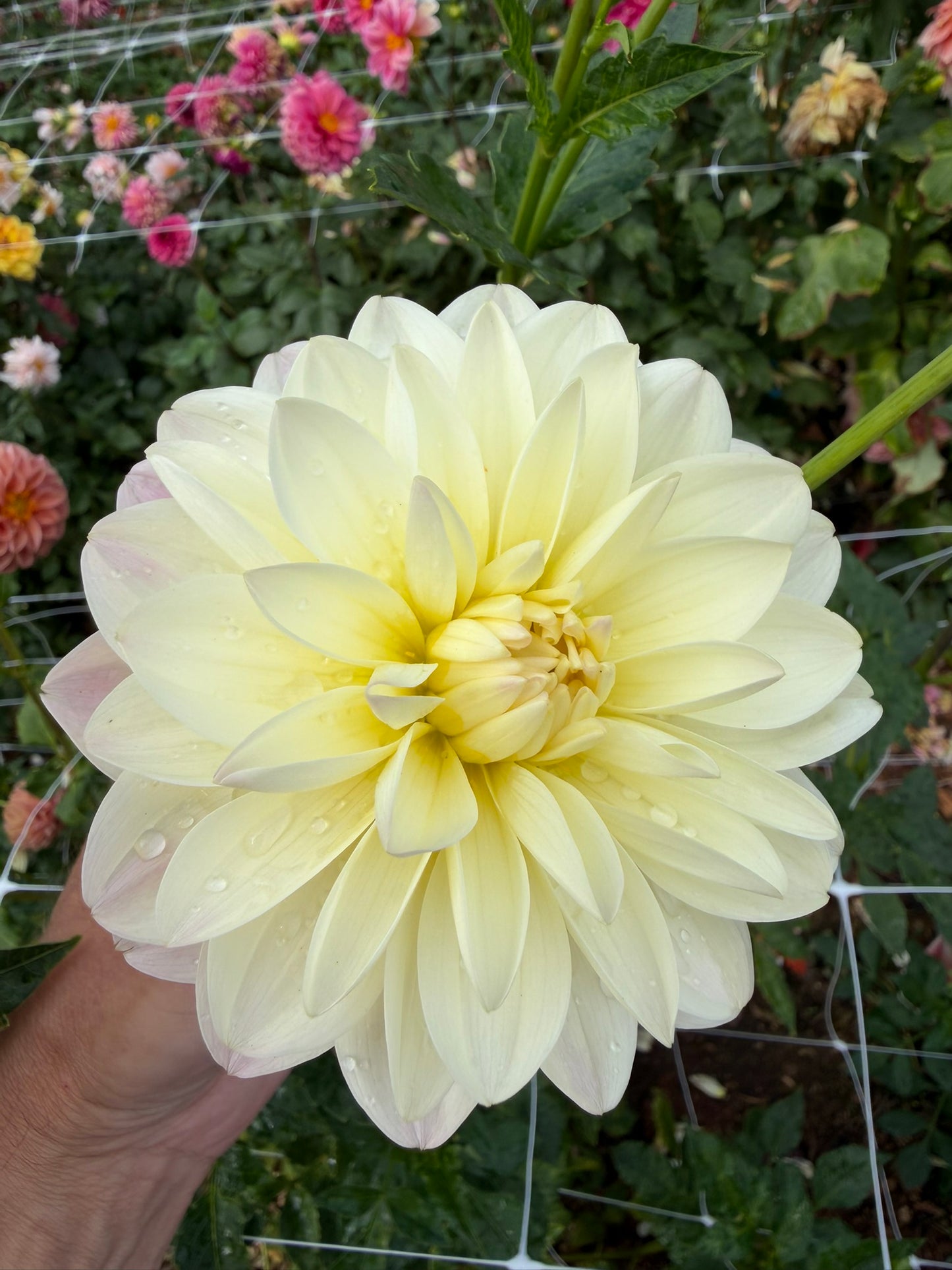 Hollyhill Creamy