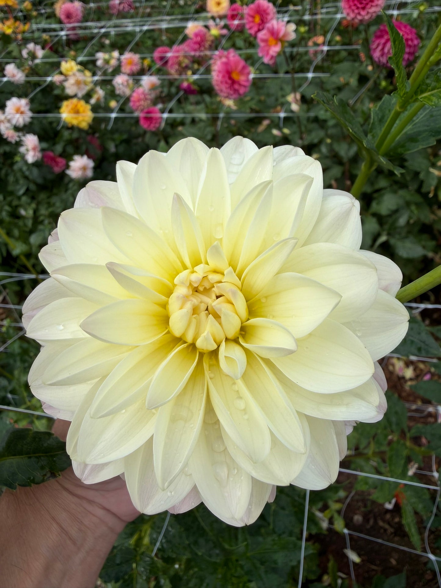 Hollyhill Creamy