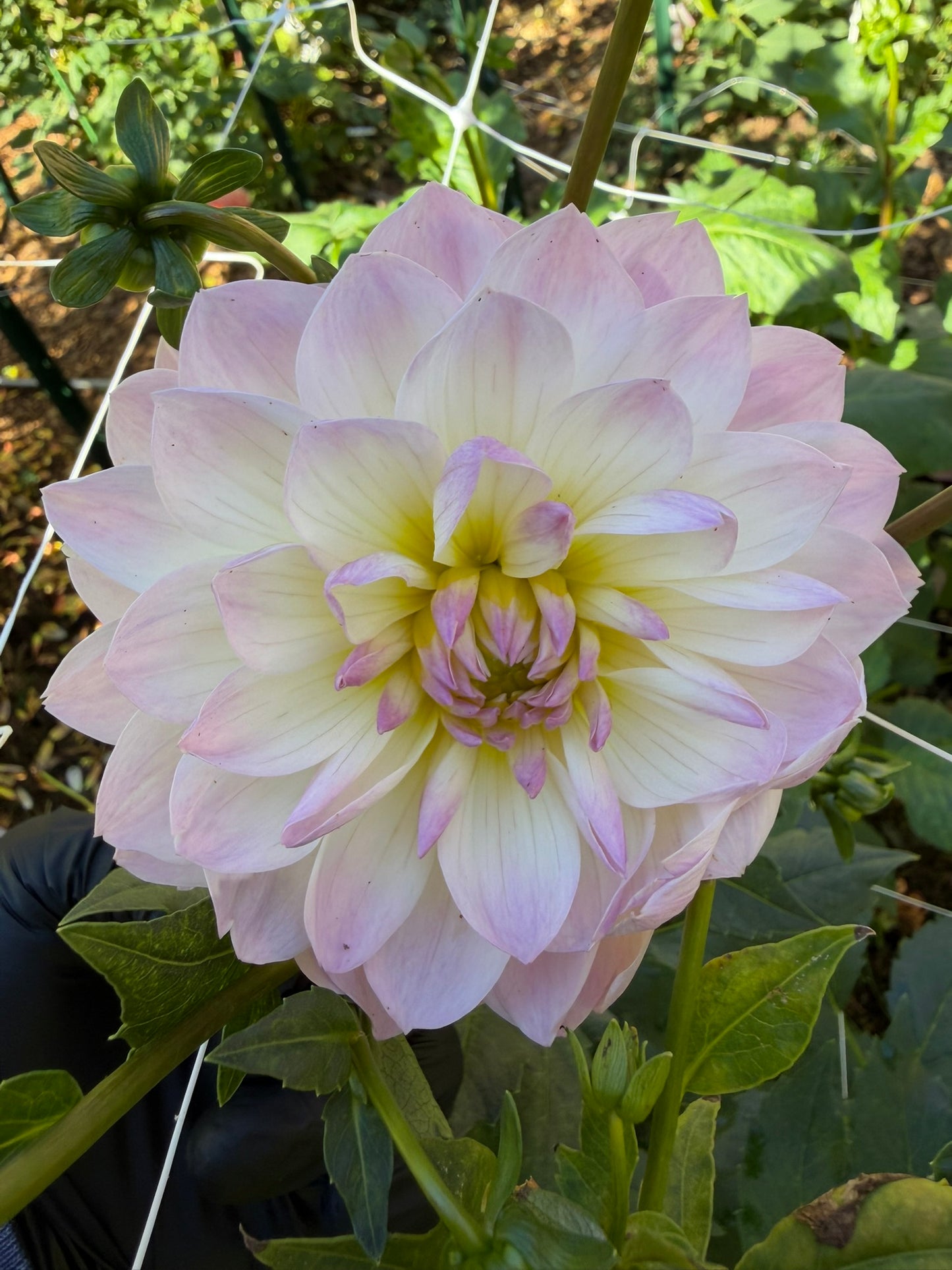 Hollyhill Lilibet