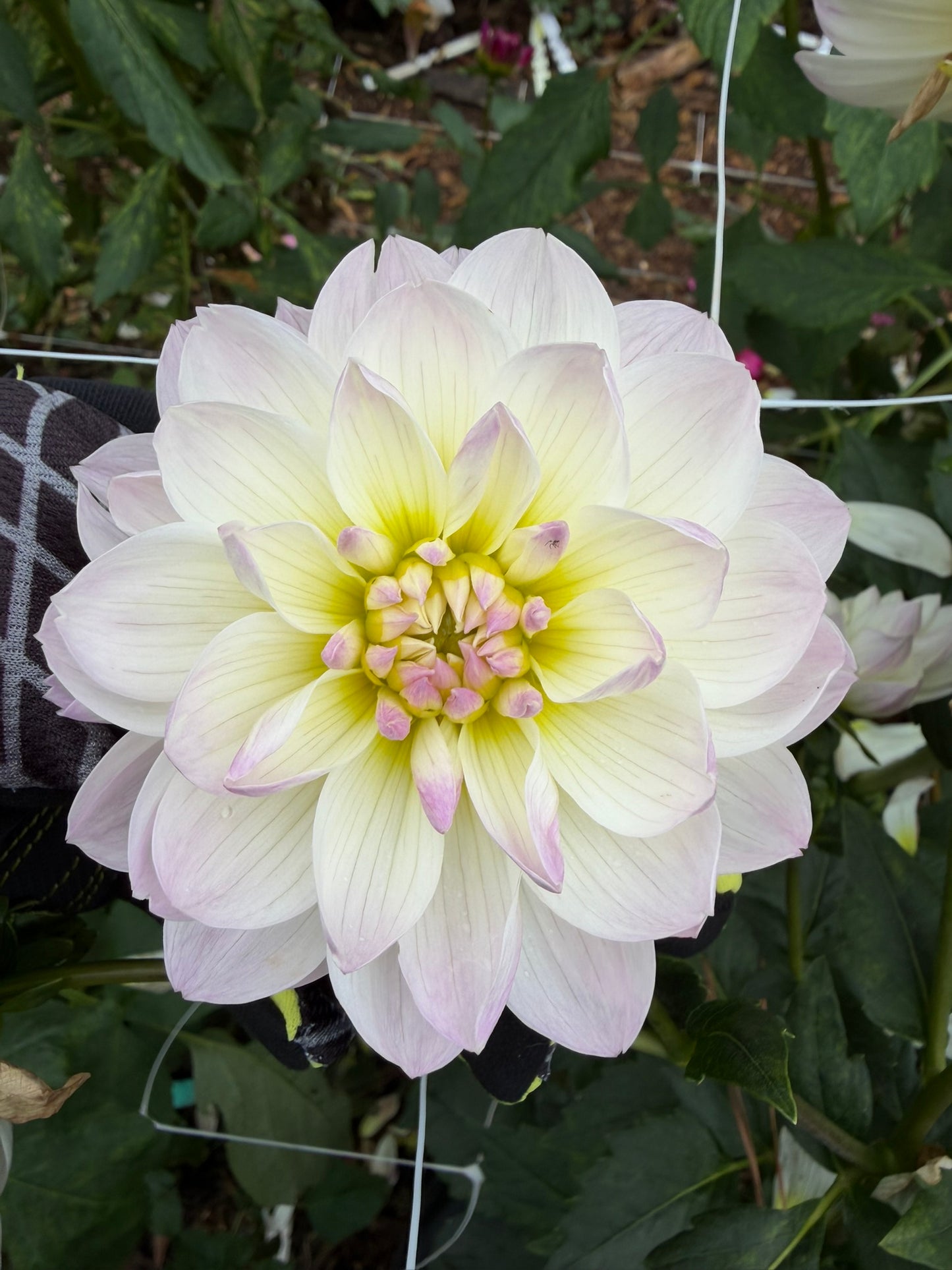 Hollyhill Lilibet