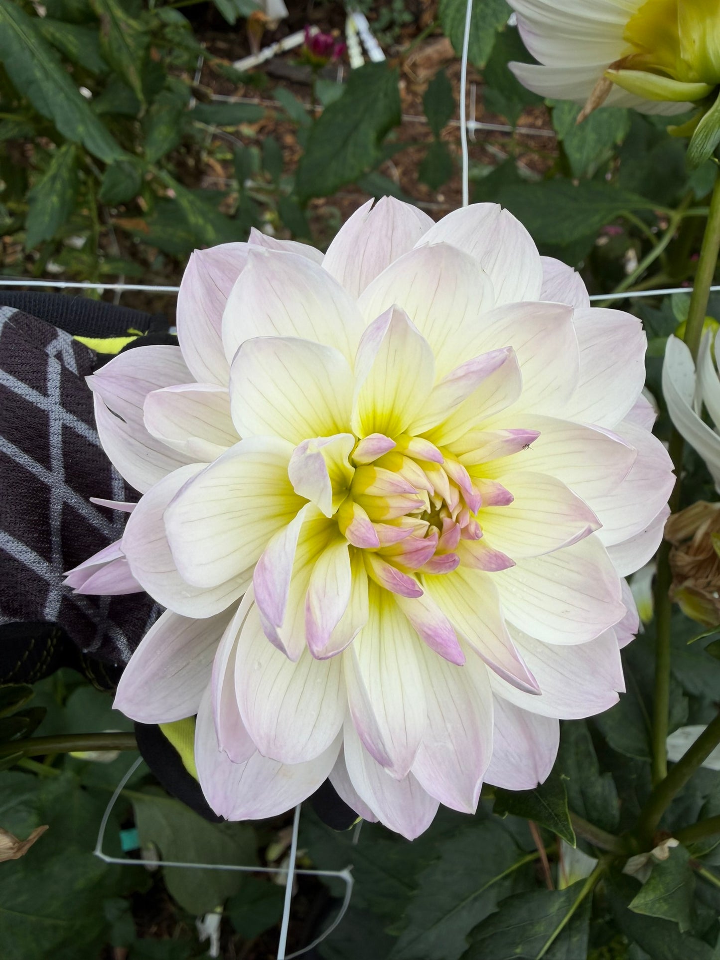 Hollyhill Lilibet