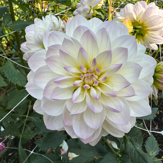 Hollyhill Lilibet
