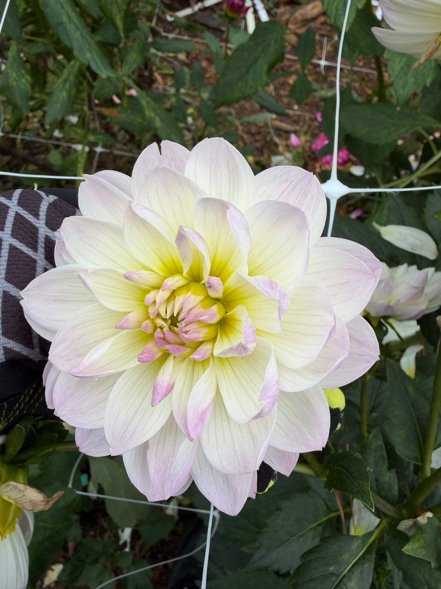 Hollyhill Lilibet