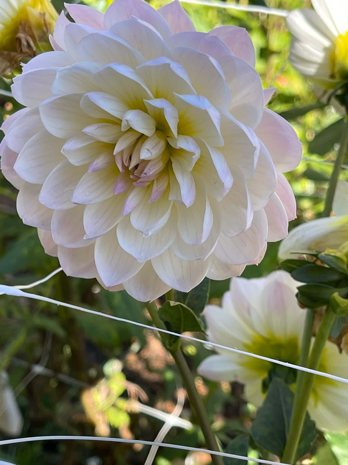 Hollyhill Lilibet