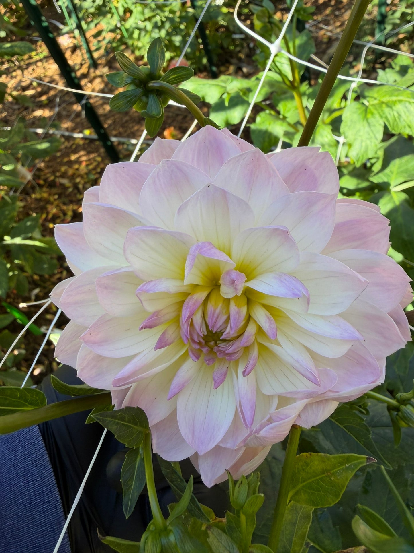 Hollyhill Lilibet