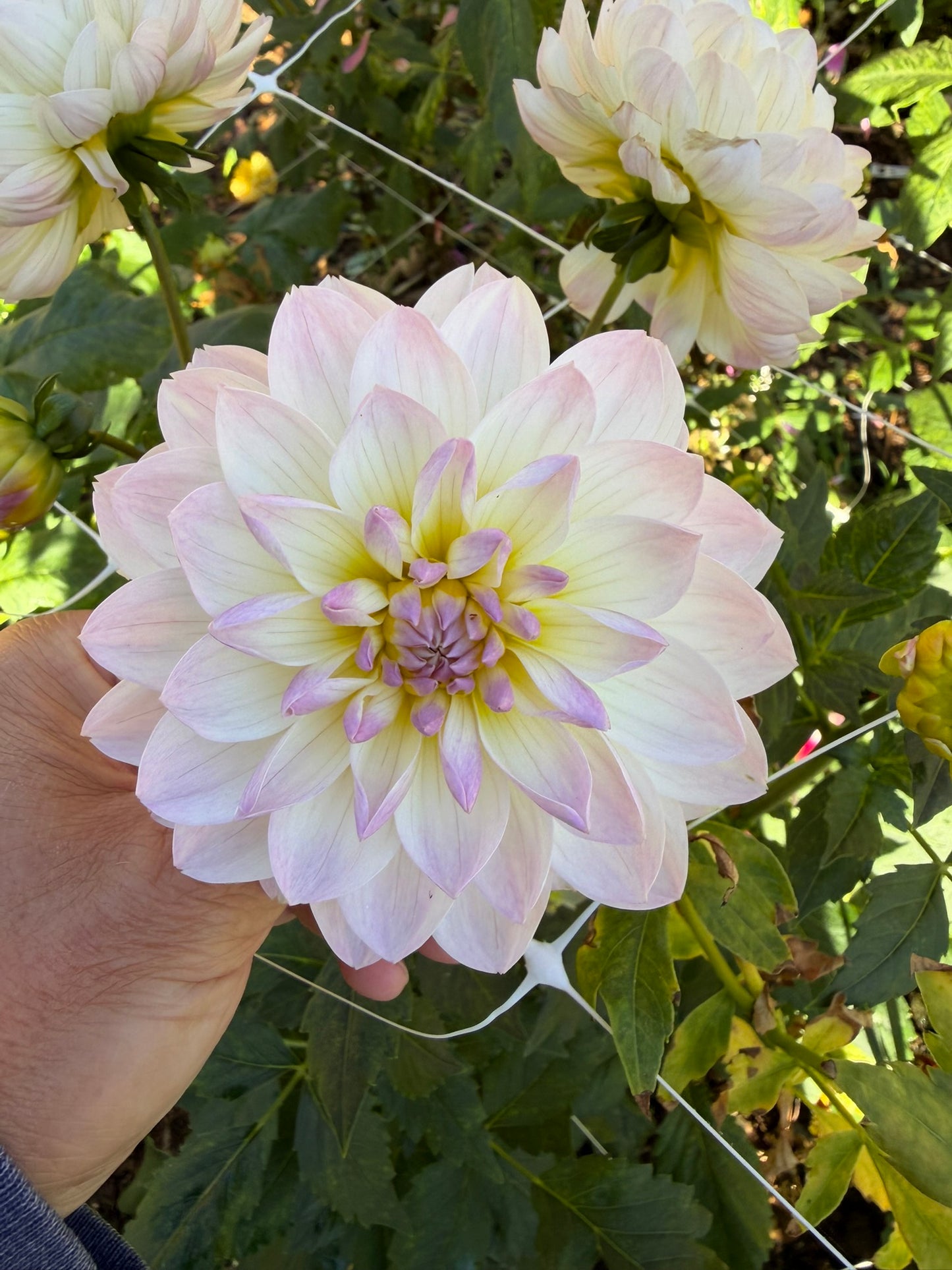 Hollyhill Lilibet