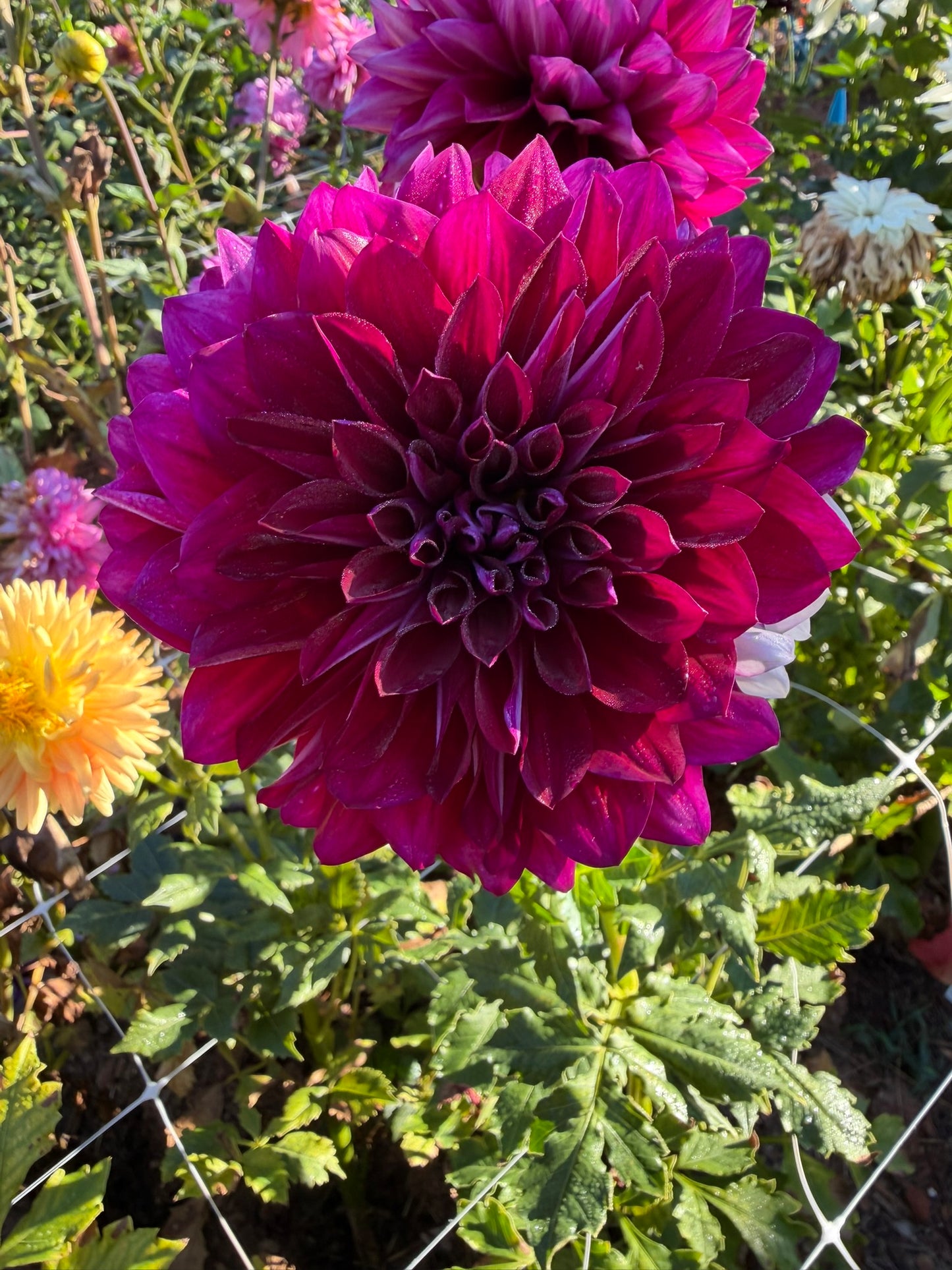 Hollyhill Masquerade