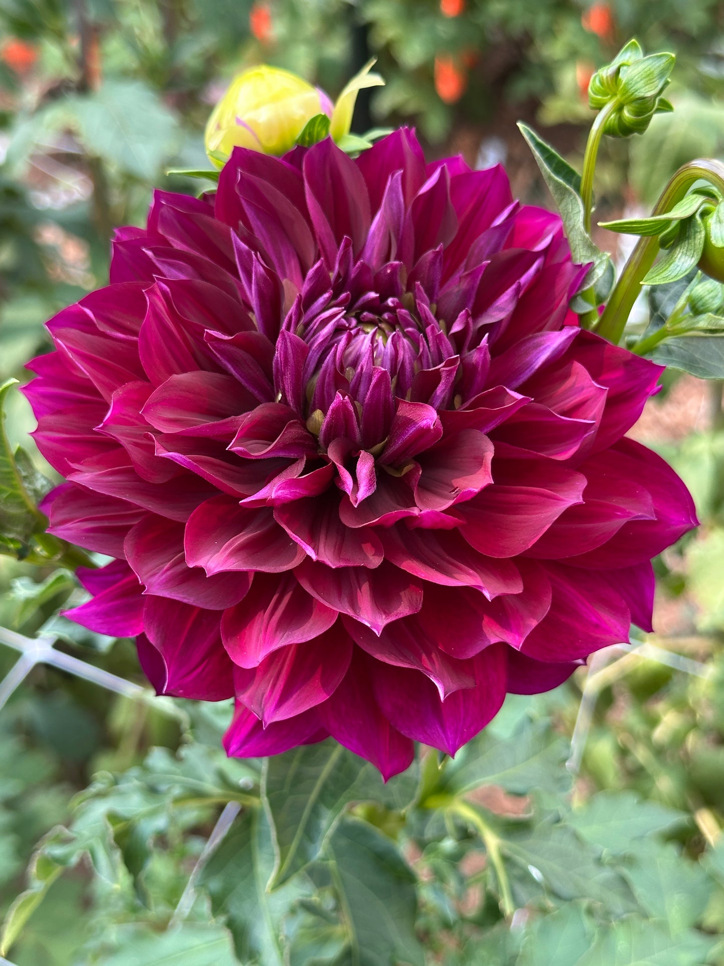 Hollyhill Masquerade