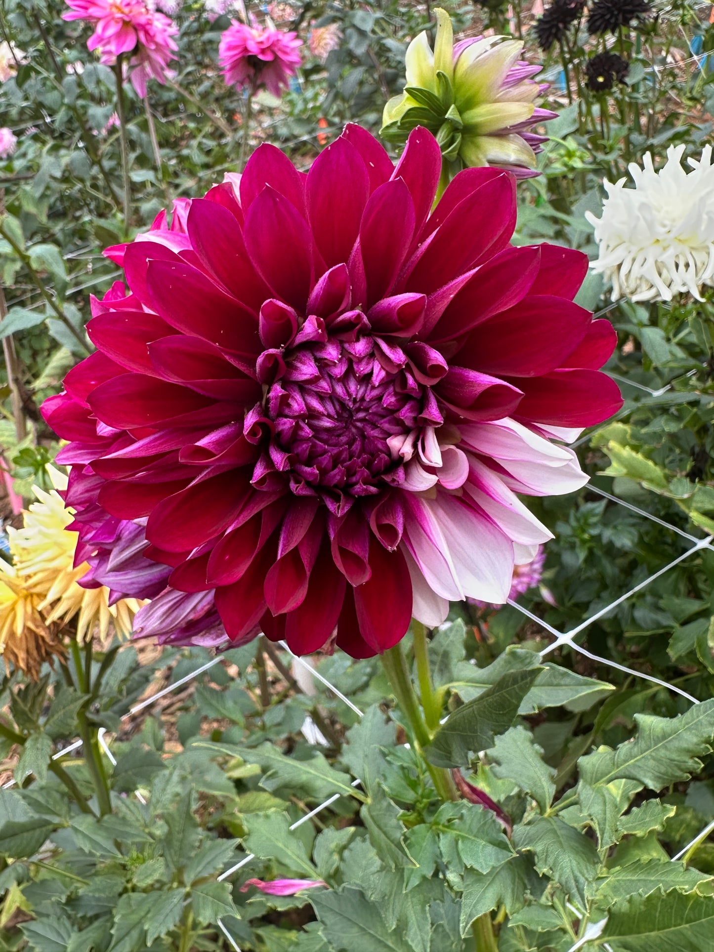 Hollyhill Masquerade