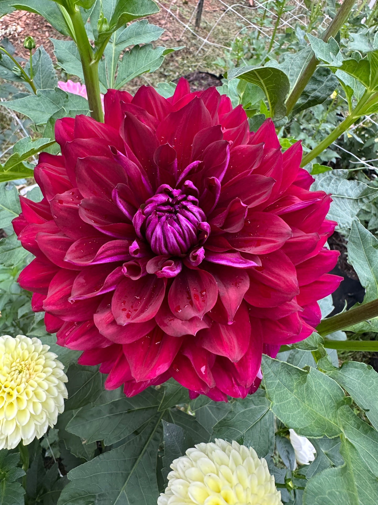 Hollyhill Masquerade