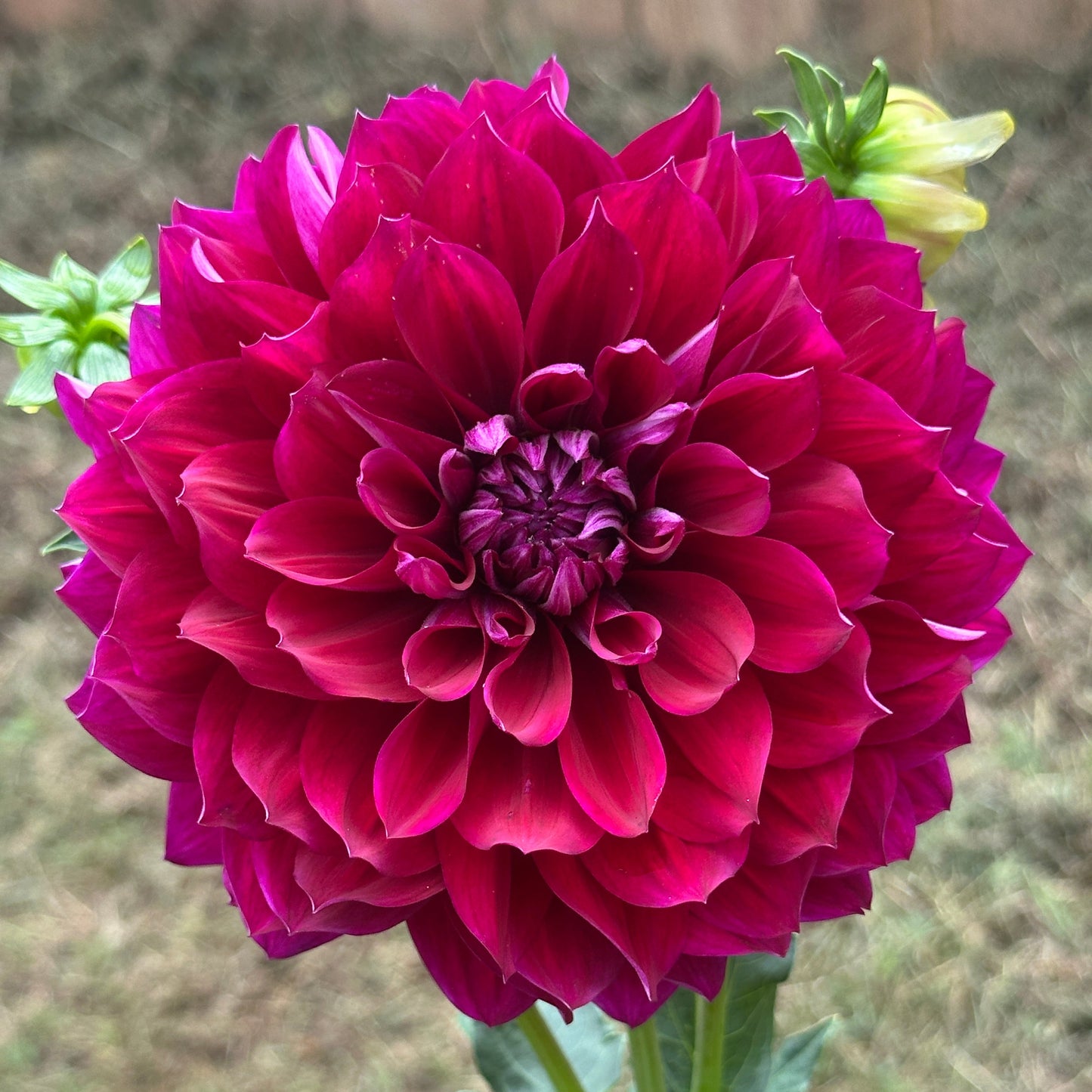 Hollyhill Masquerade