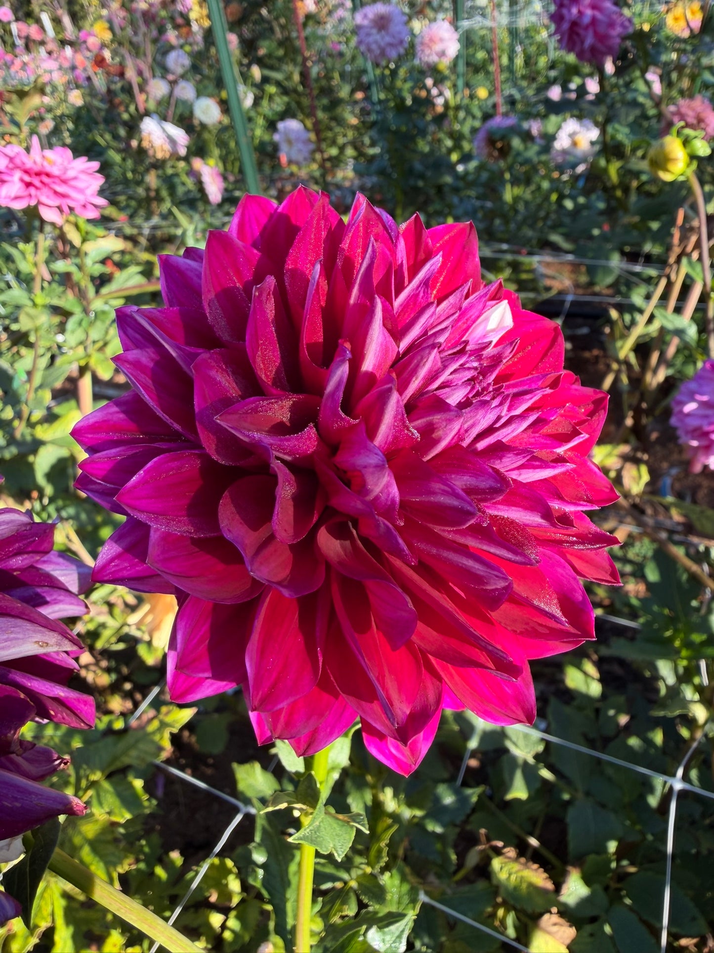 Hollyhill Masquerade