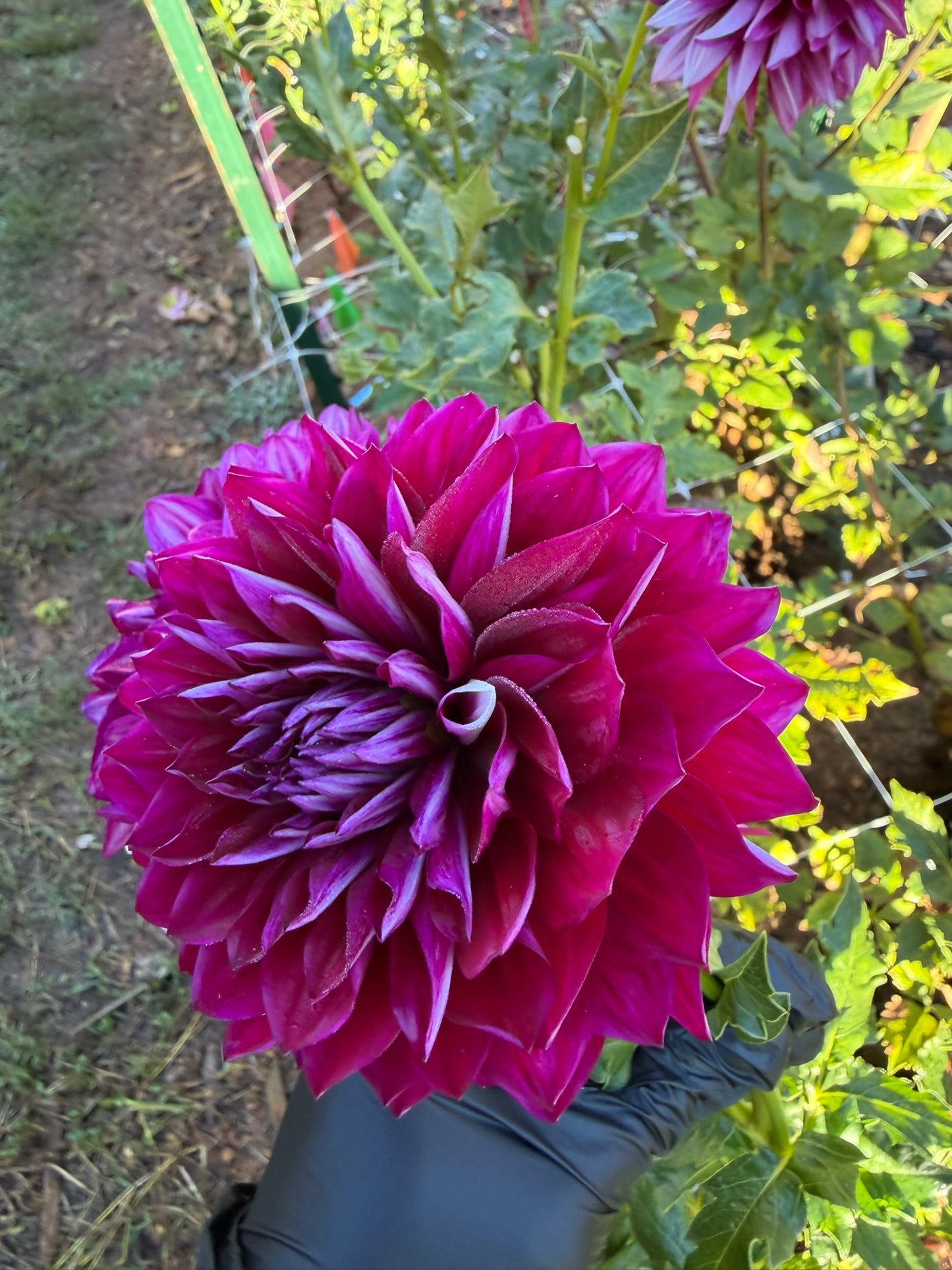 Hollyhill Masquerade