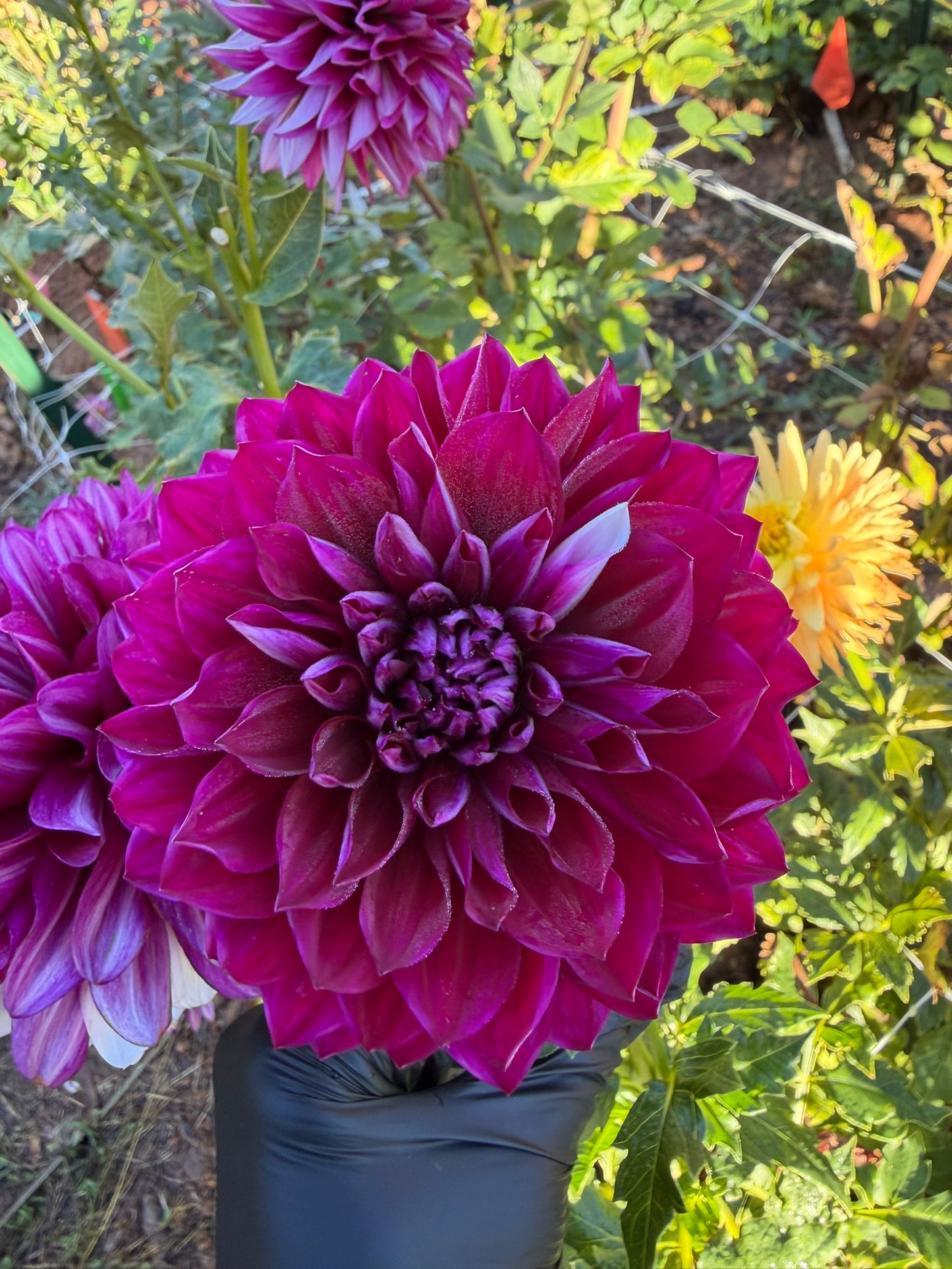 Hollyhill Masquerade