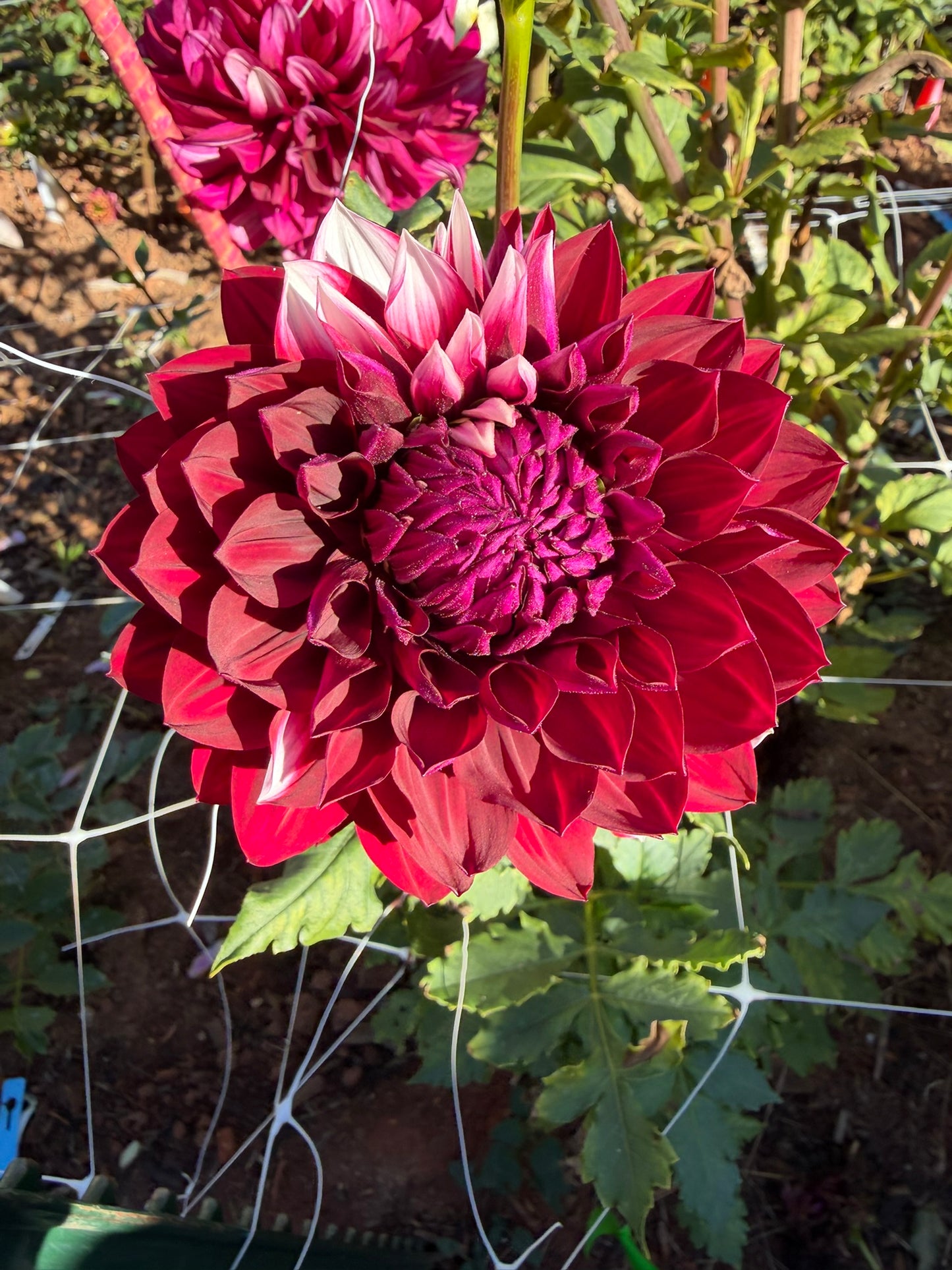 Hollyhill Masquerade