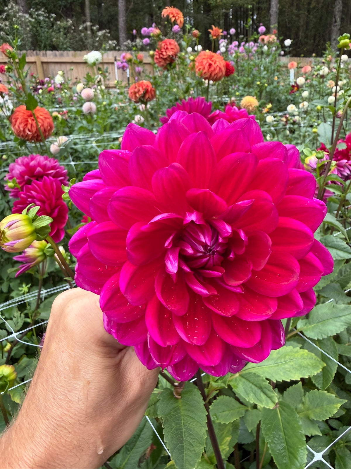 Hollyhill Pandora