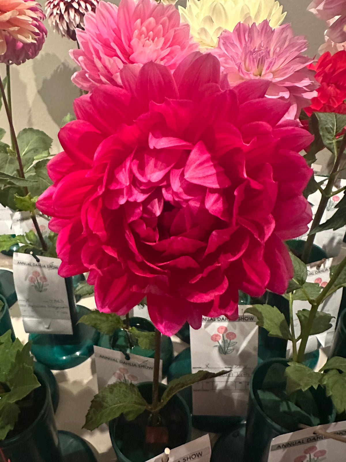 Hollyhill Pandora