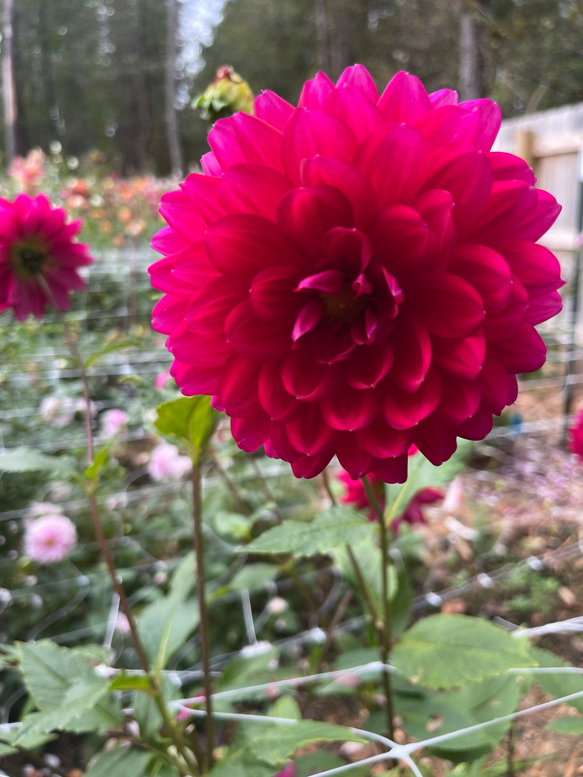 Hollyhill Pandora