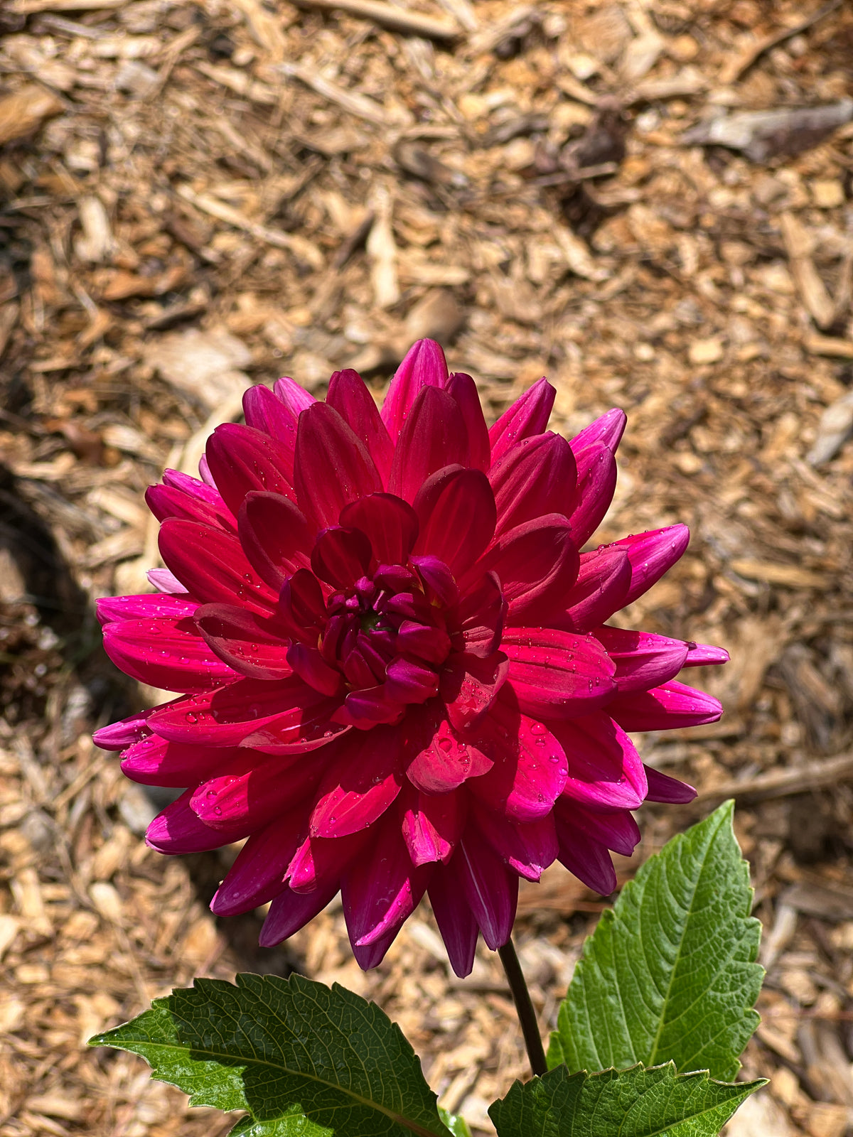 Hollyhill Pandora
