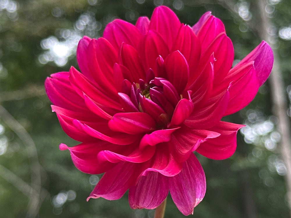 Hollyhill Pandora
