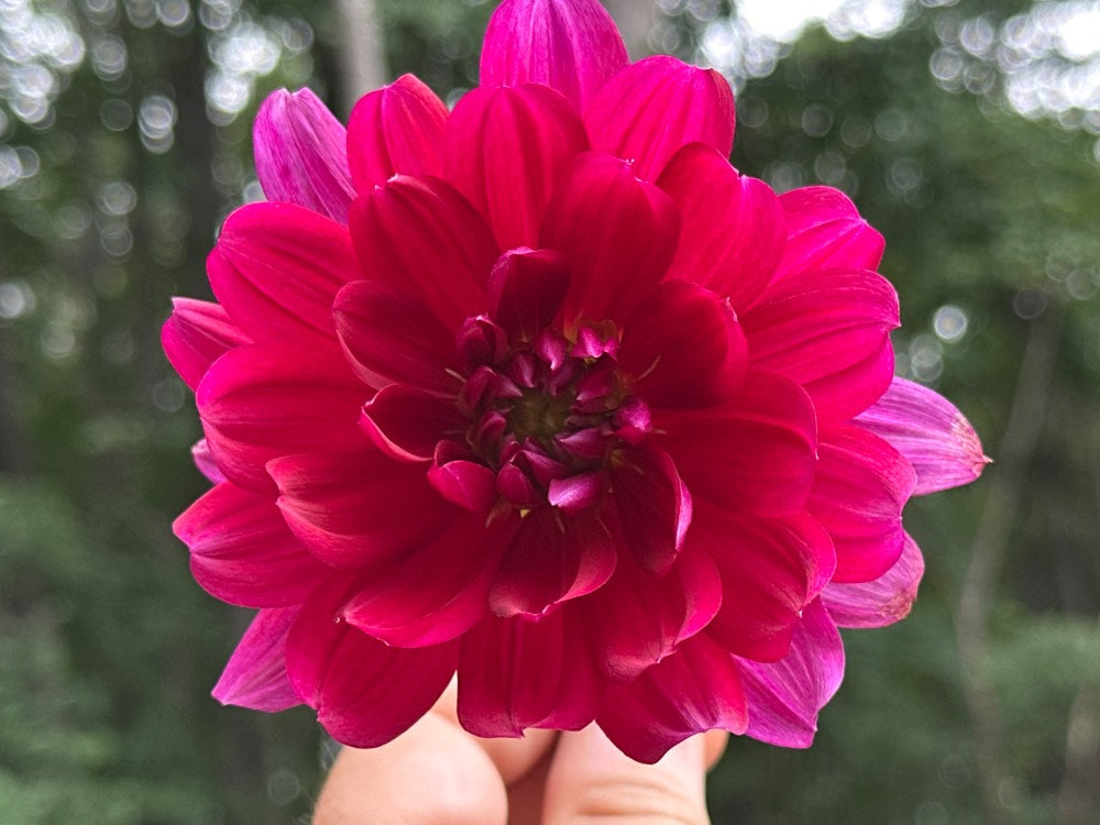 Hollyhill Pandora