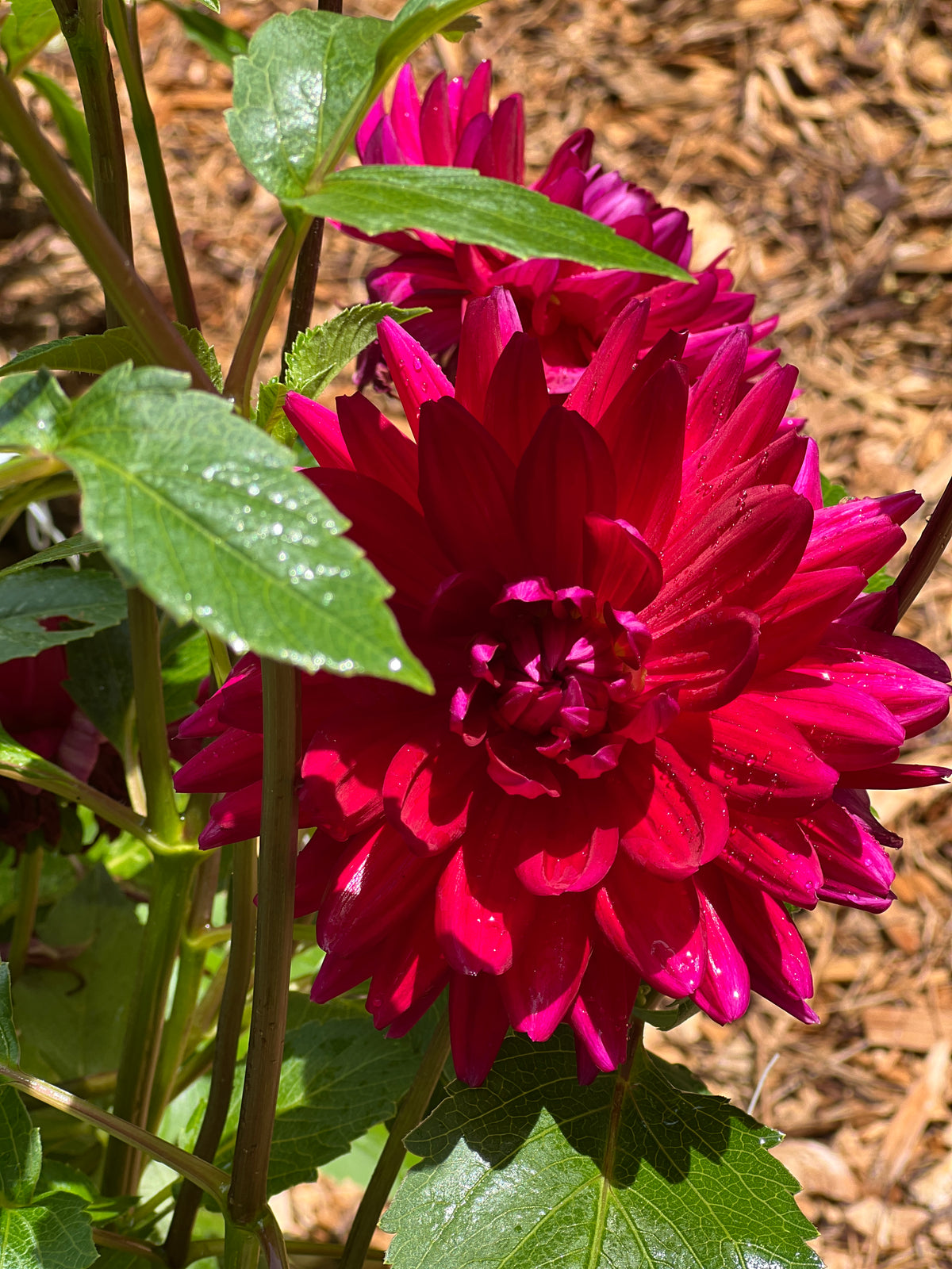 Hollyhill Pandora
