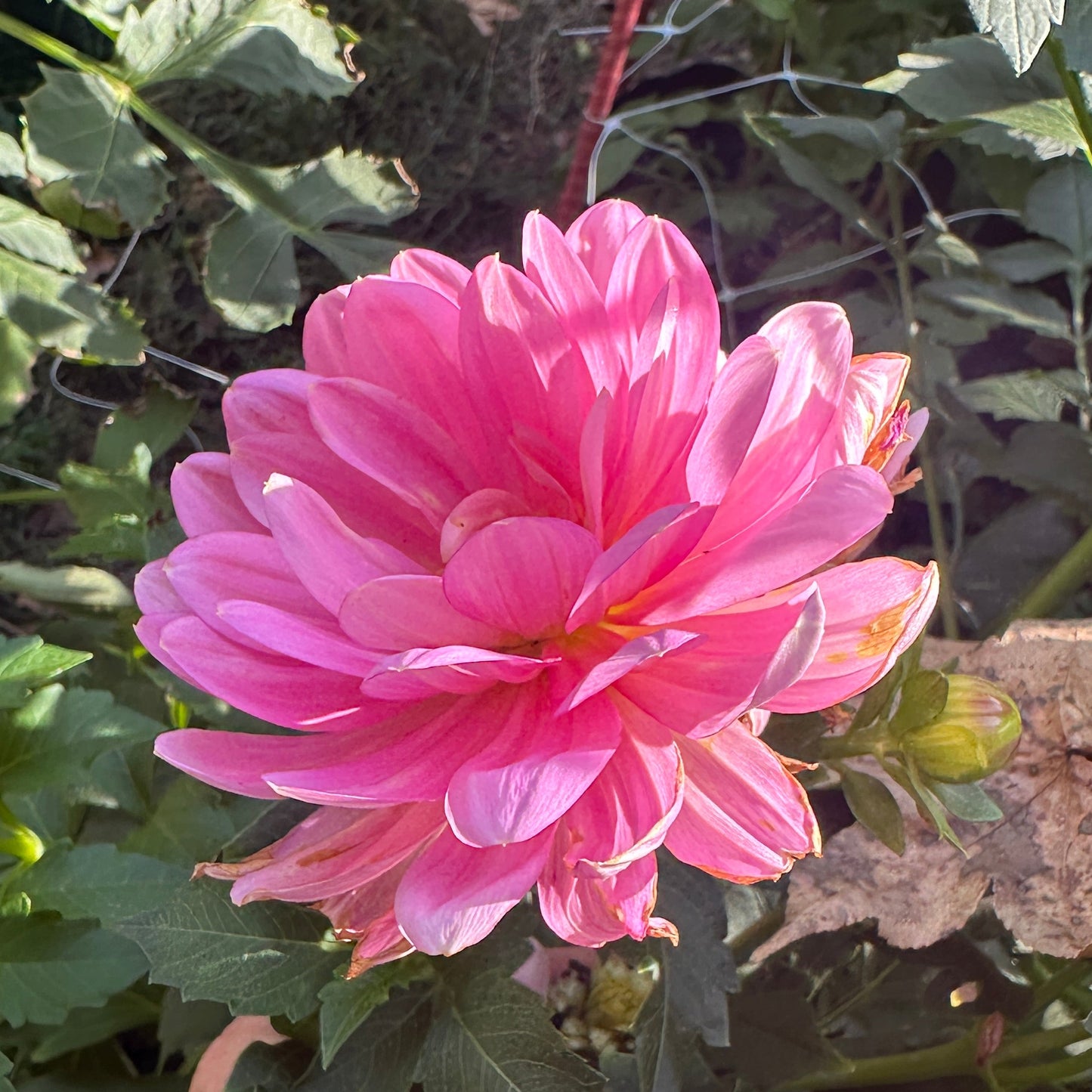 Hollyhill Pink Martini