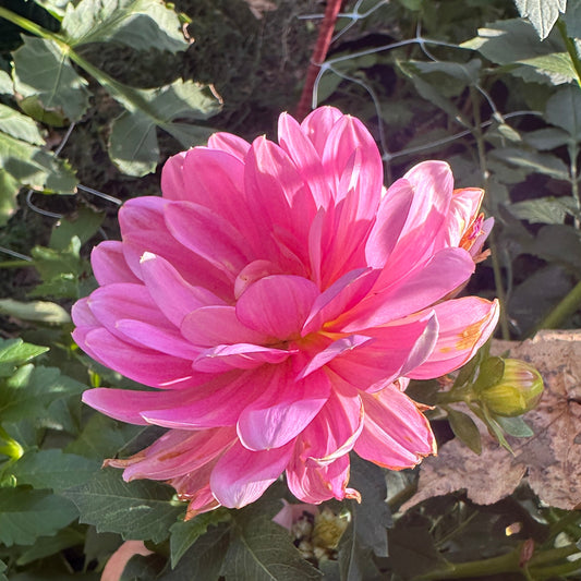 Hollyhill Pink Martini