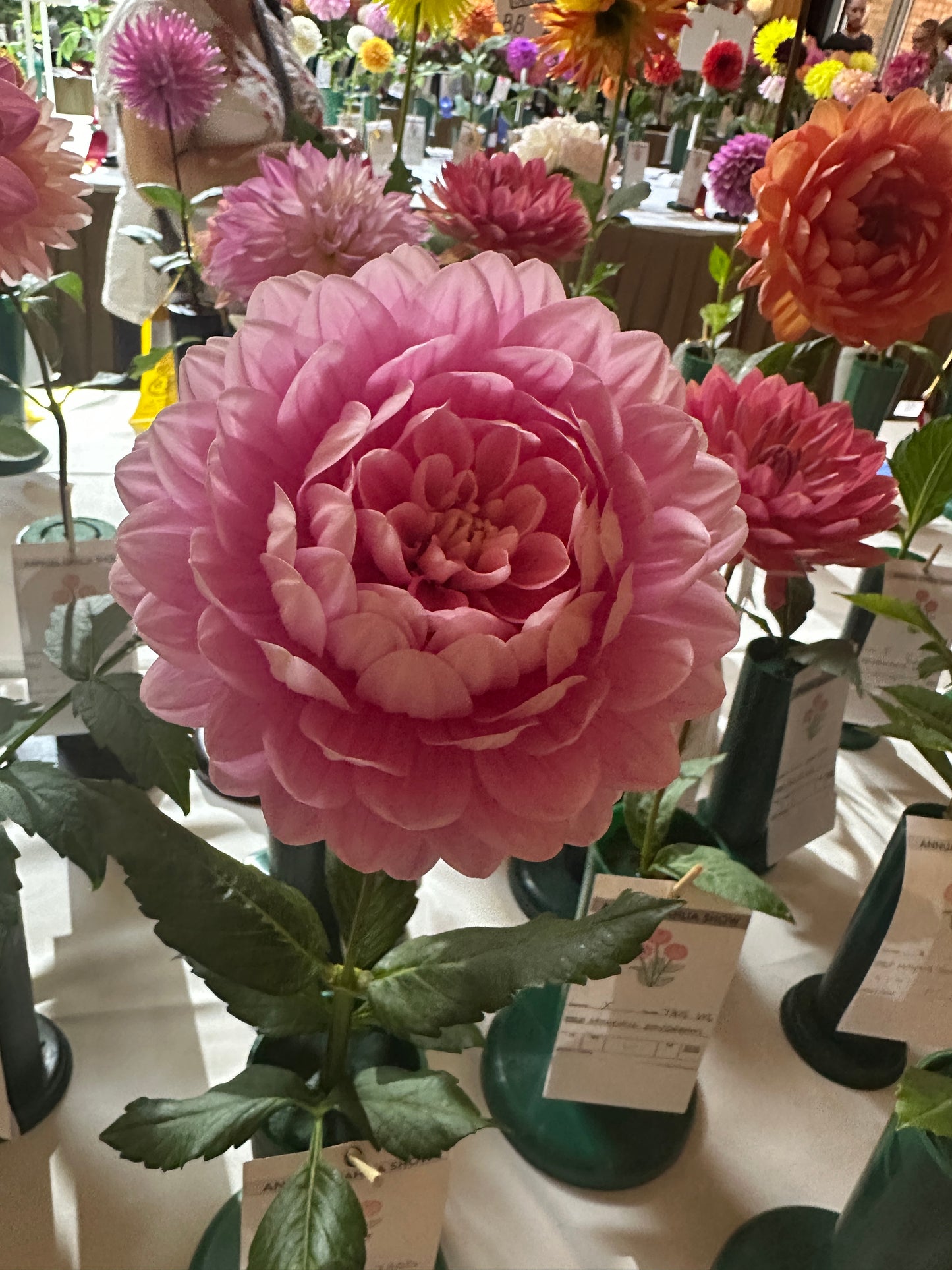Hollyhill Pink Parfait
