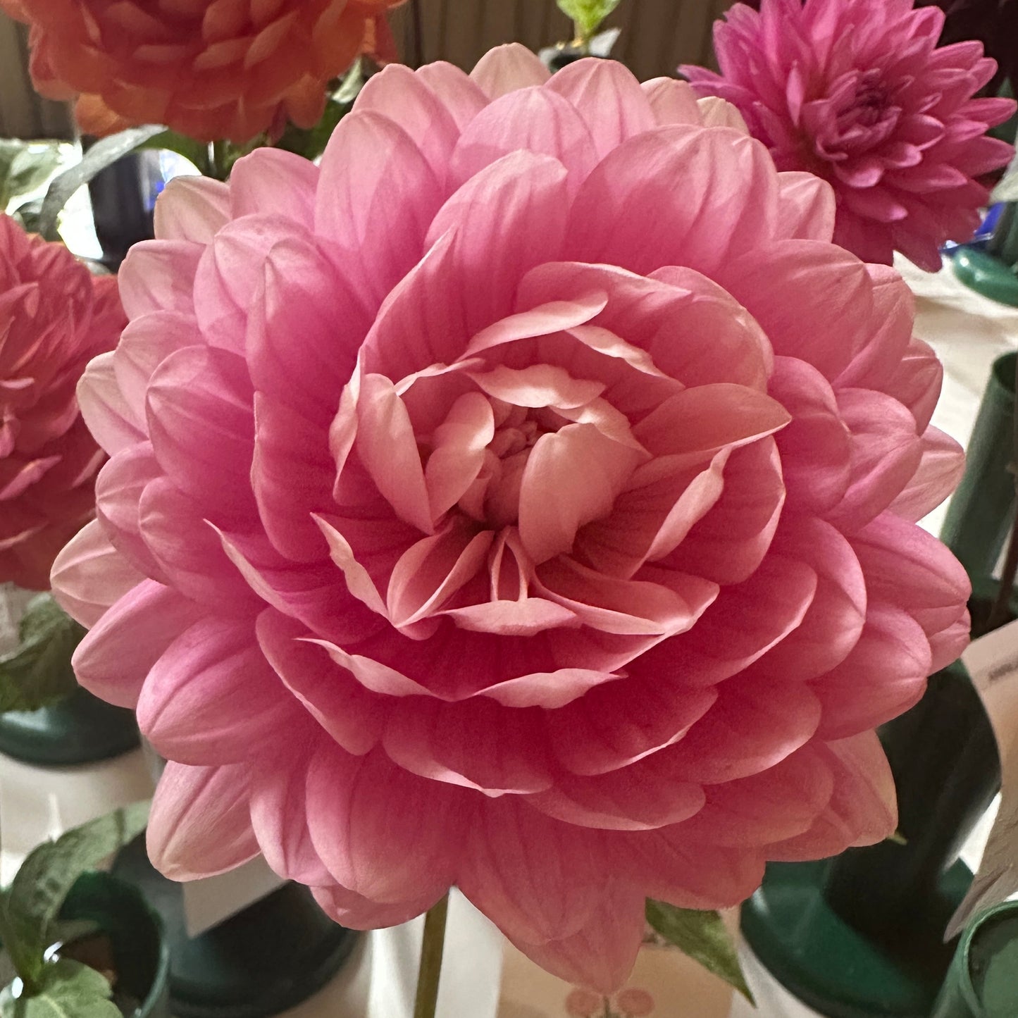 Hollyhill Pink Parfait