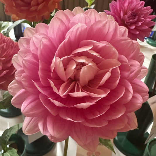 Hollyhill Pink Parfait