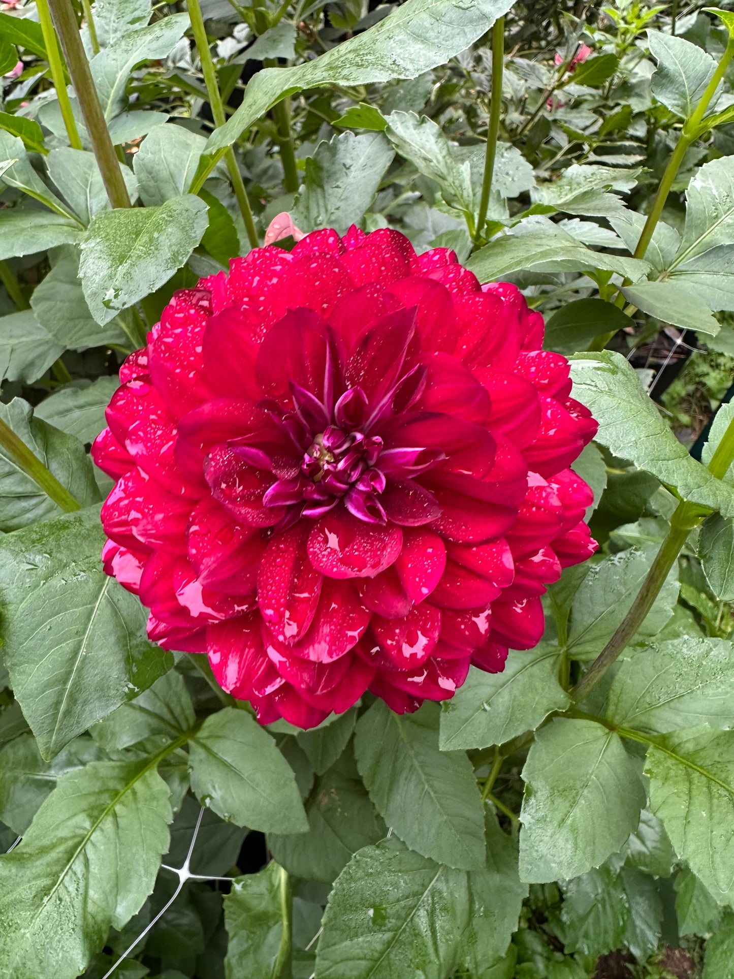 Hollyhill Plum Widow