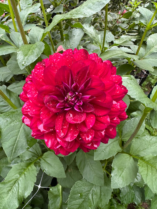 Hollyhill Plum Widow