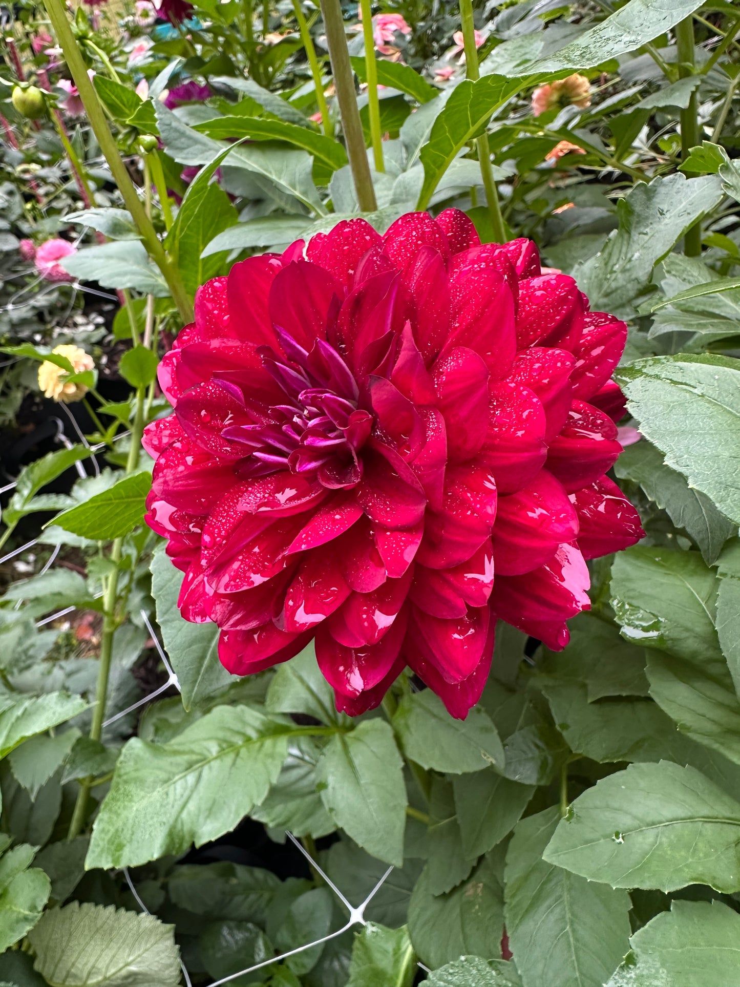 Hollyhill Plum Widow