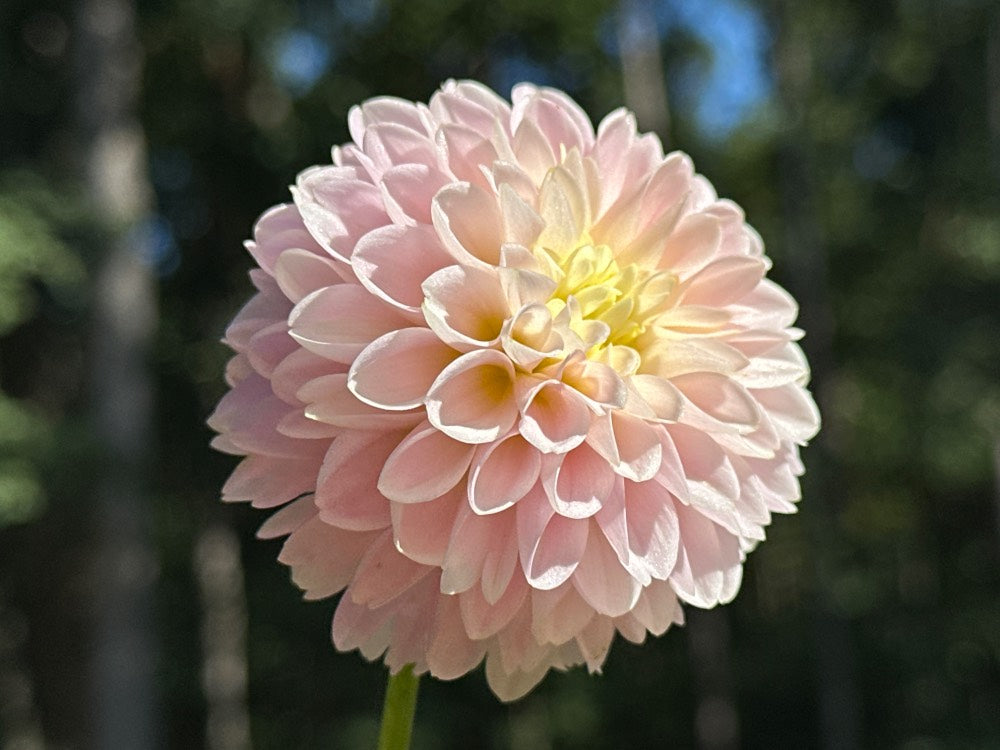 Hollyhill Pollyanna