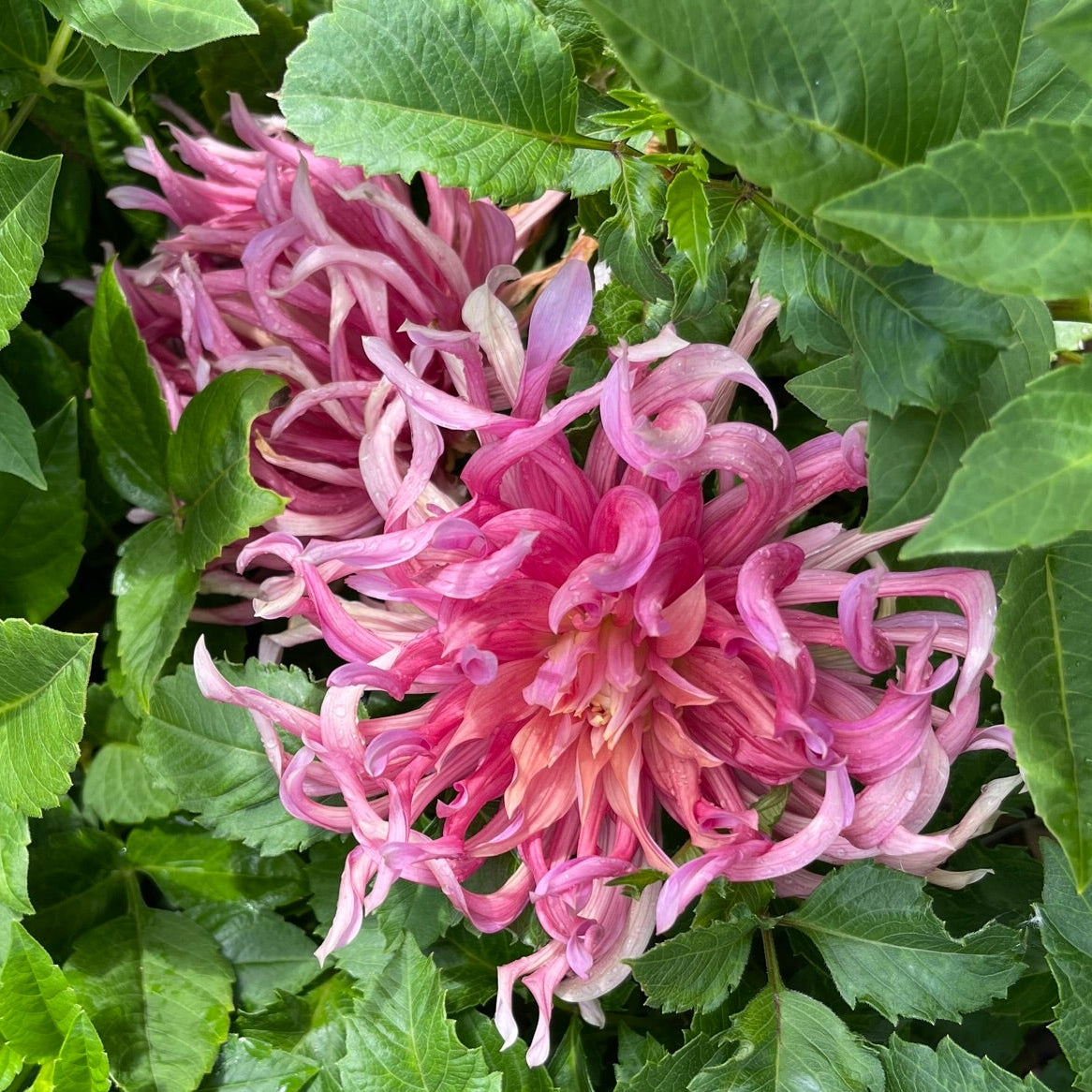 Hollyhill Shaggy Dog