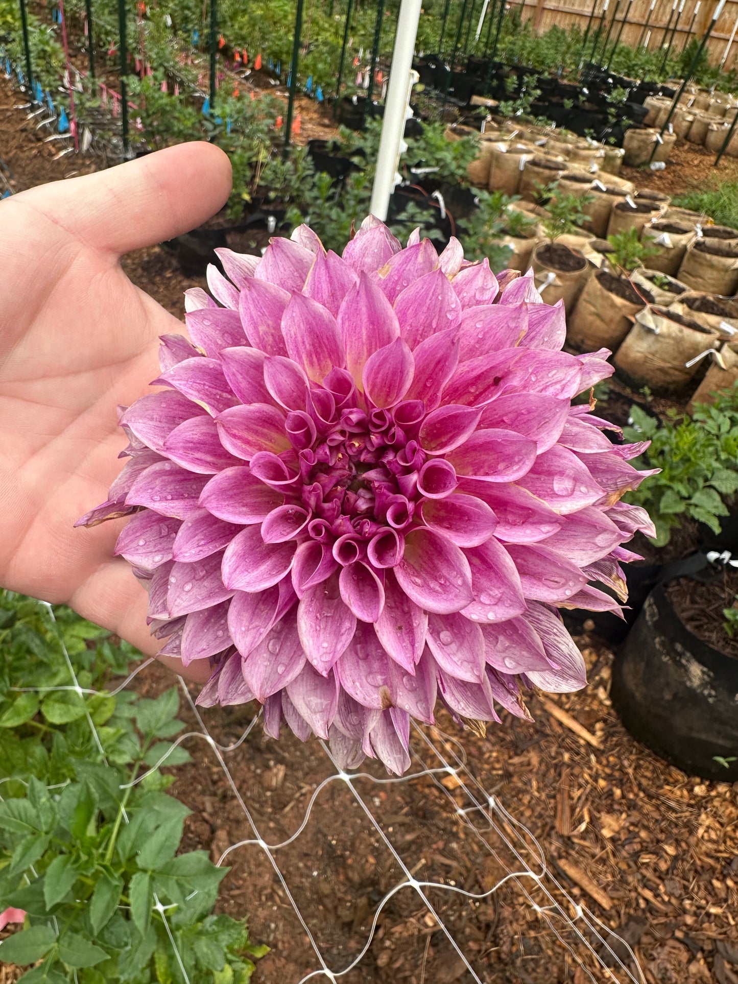 KA's® Cafe Mauve