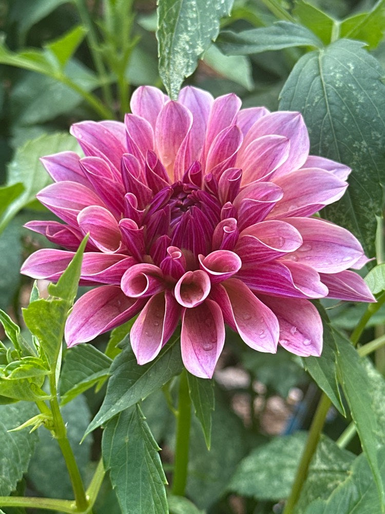 KA's® Cafe Mauve