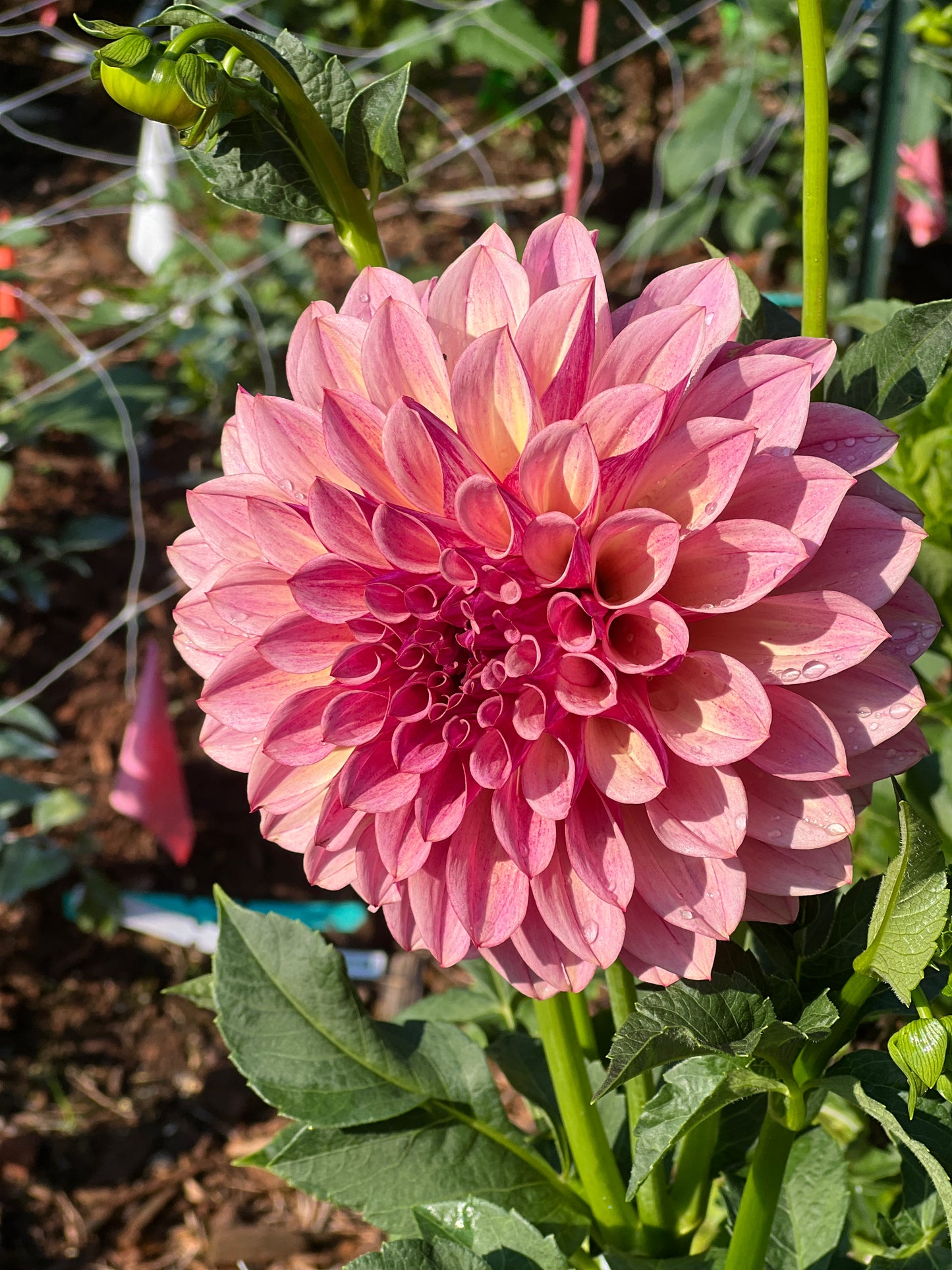 KA's® Cafe Mauve