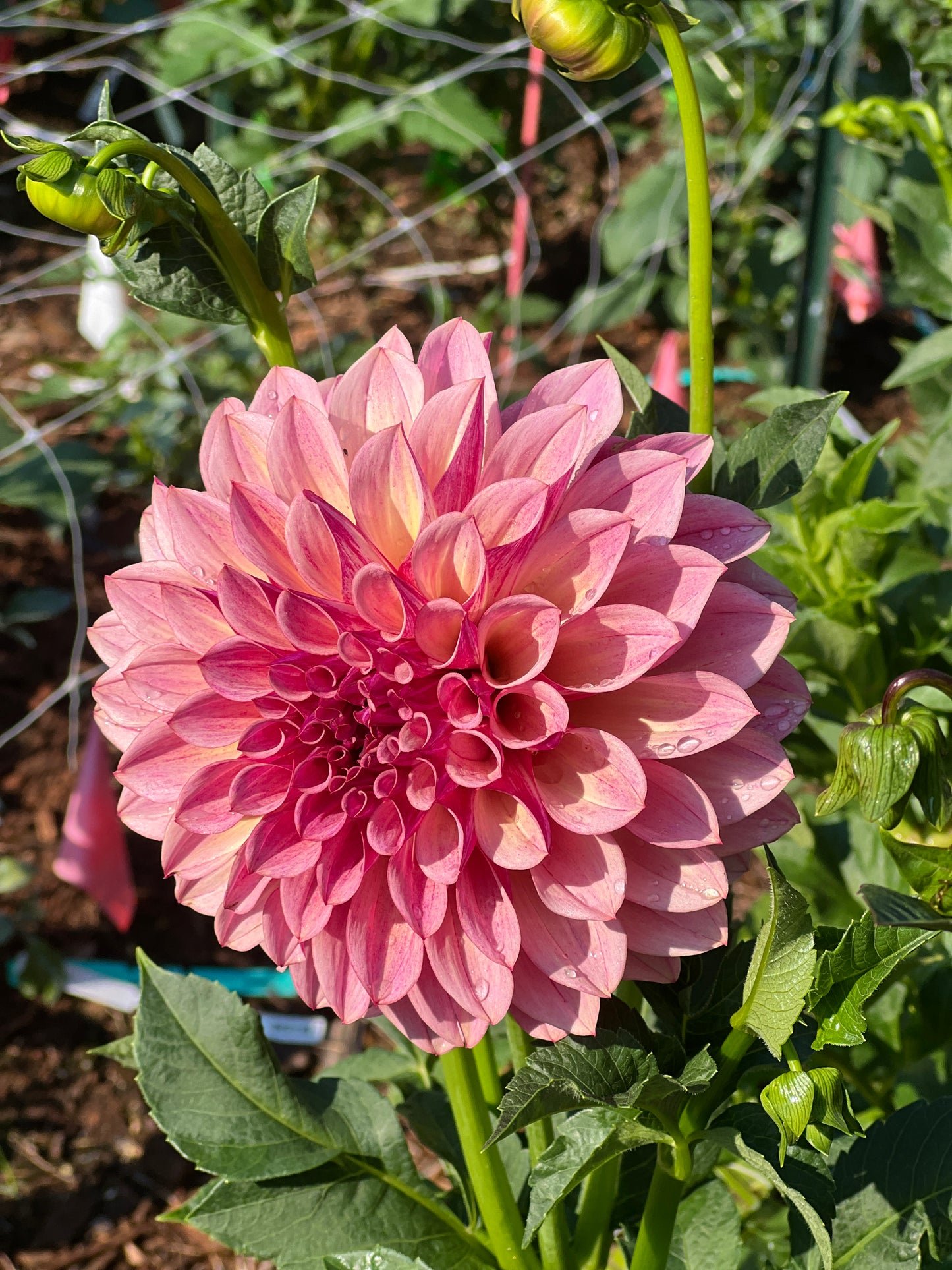 KA's® Cafe Mauve