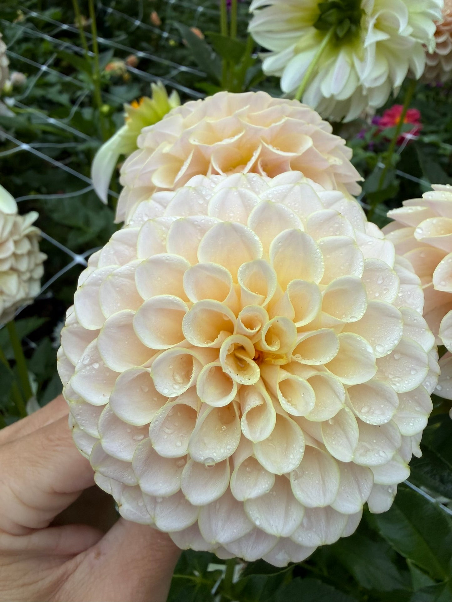 KA's® Cinder Rose