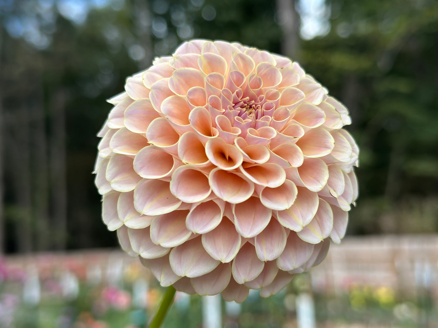 KA's® Cinder Rose