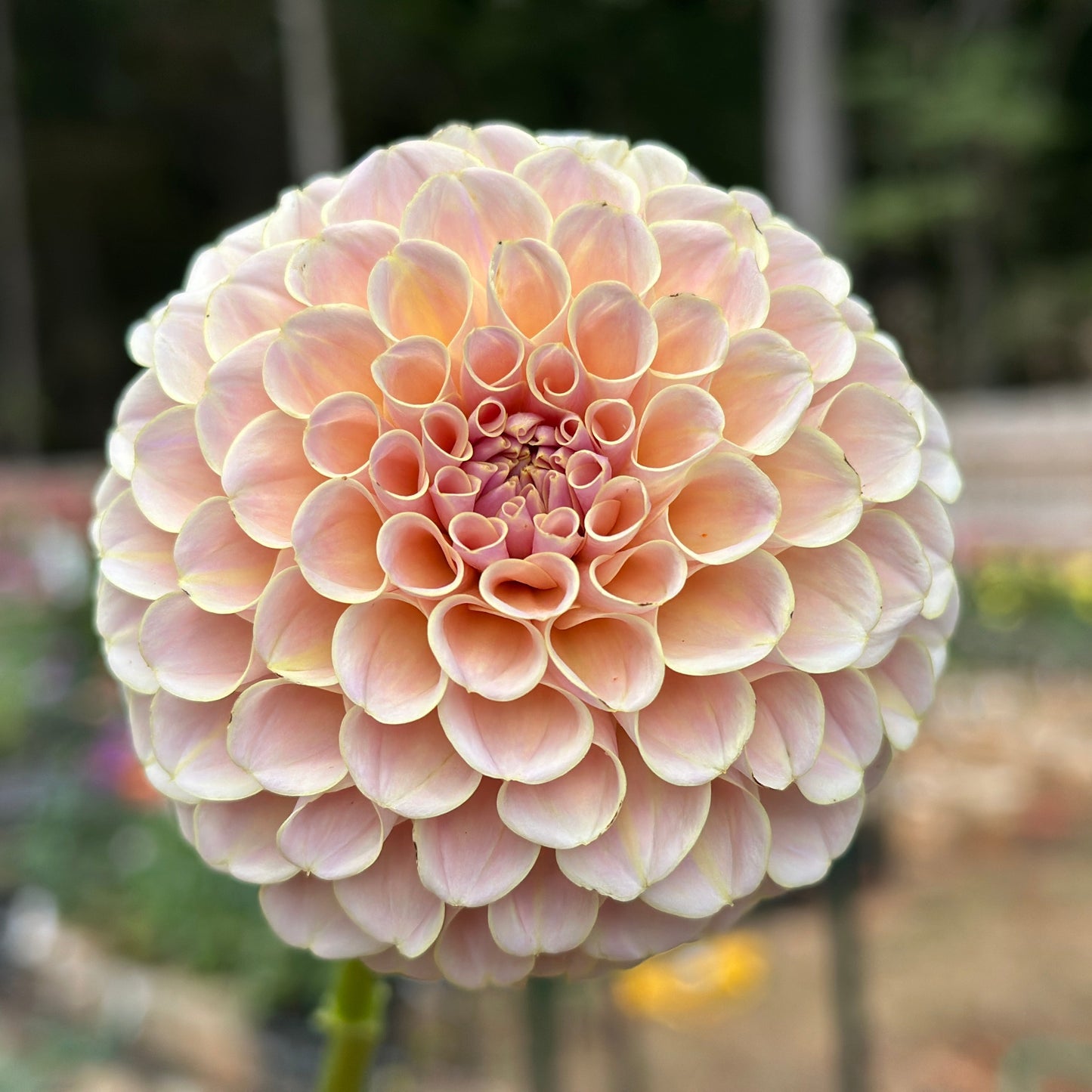 KA's® Cinder Rose