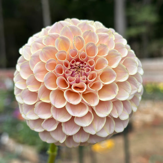 KA's® Cinder Rose